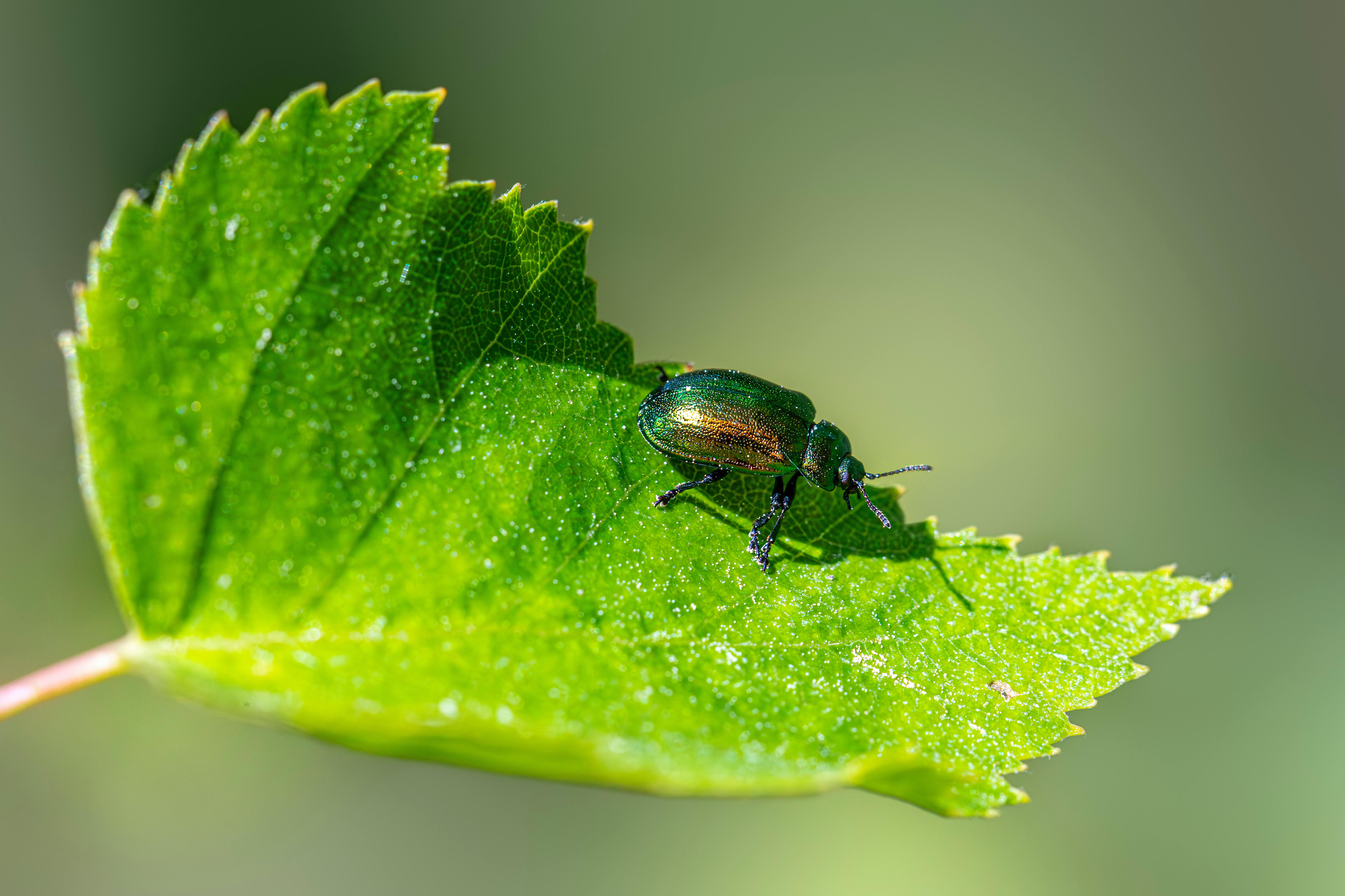 Ultimate Guide to Influencer Collaborations