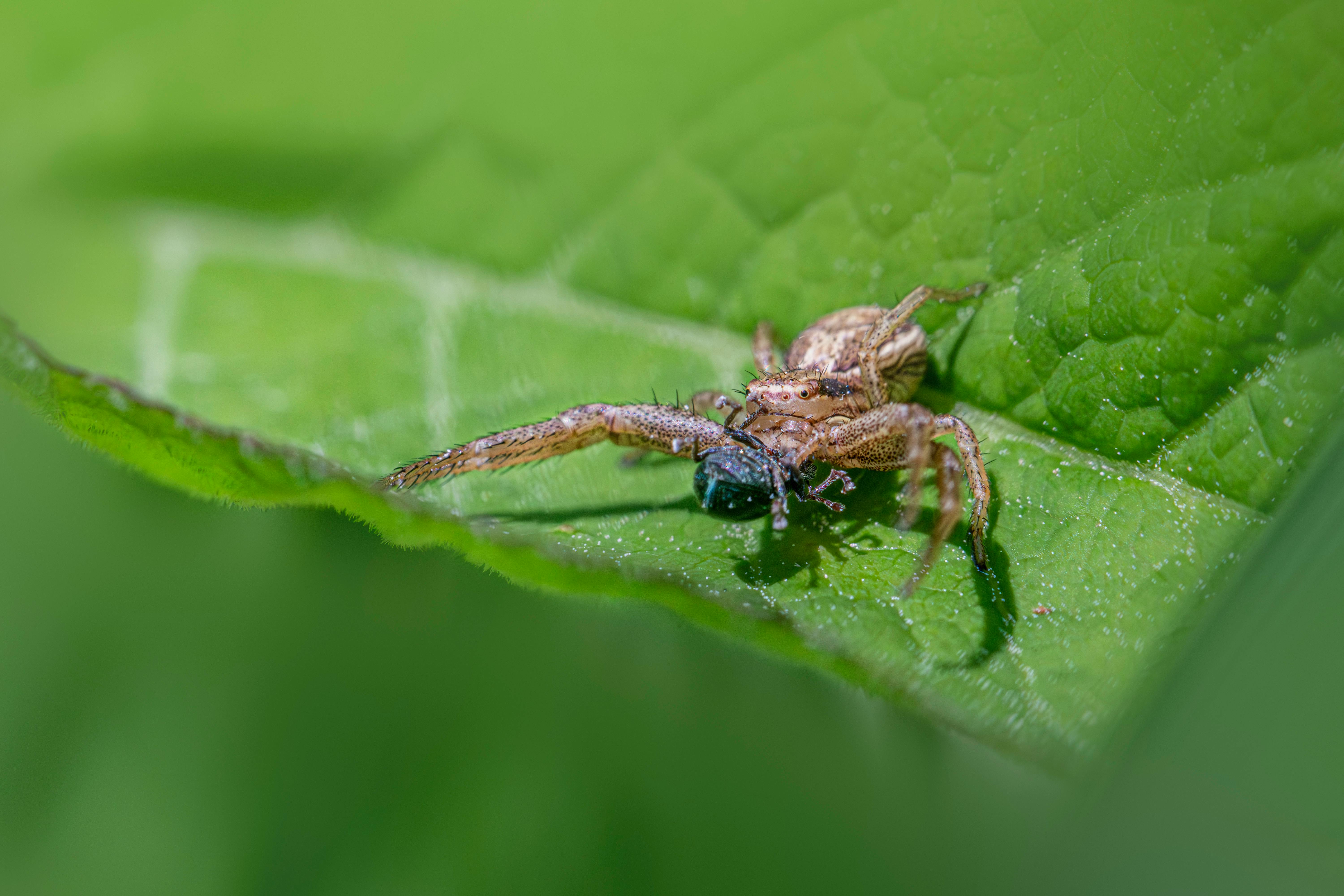 Detailed macro shot of a common crab spider, Xysticus cristatus, on a green leaf.