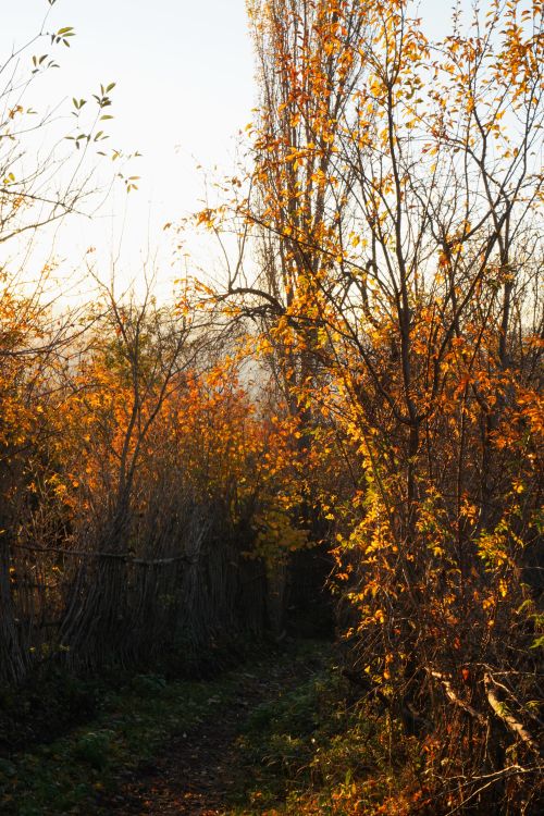 Free Golden autumn leaves fill a sunlit forest scene, evoking a peaceful, natural beauty. Stock Photo