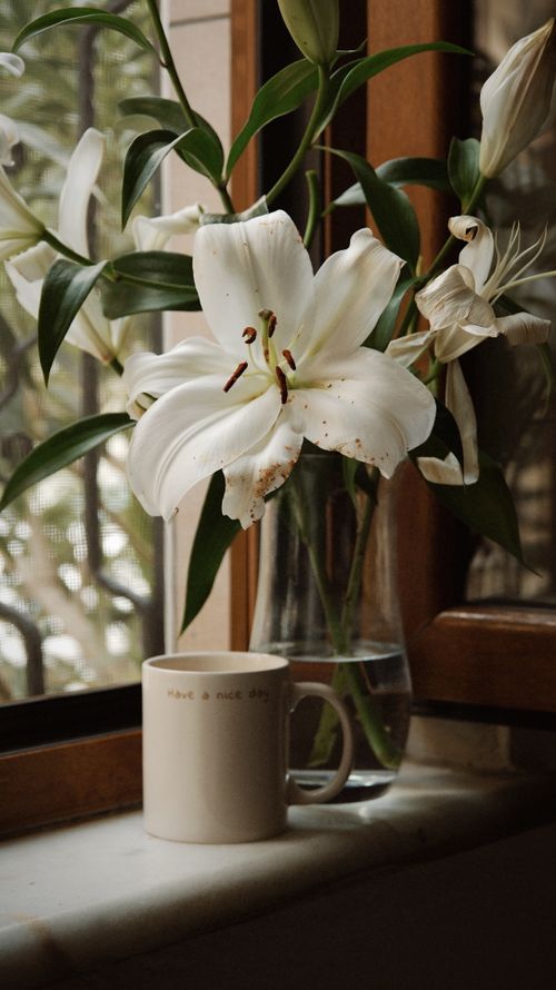 Free Elegant white lilies in a glass vase next to a coffee mug on a windowsill. Stock Photo