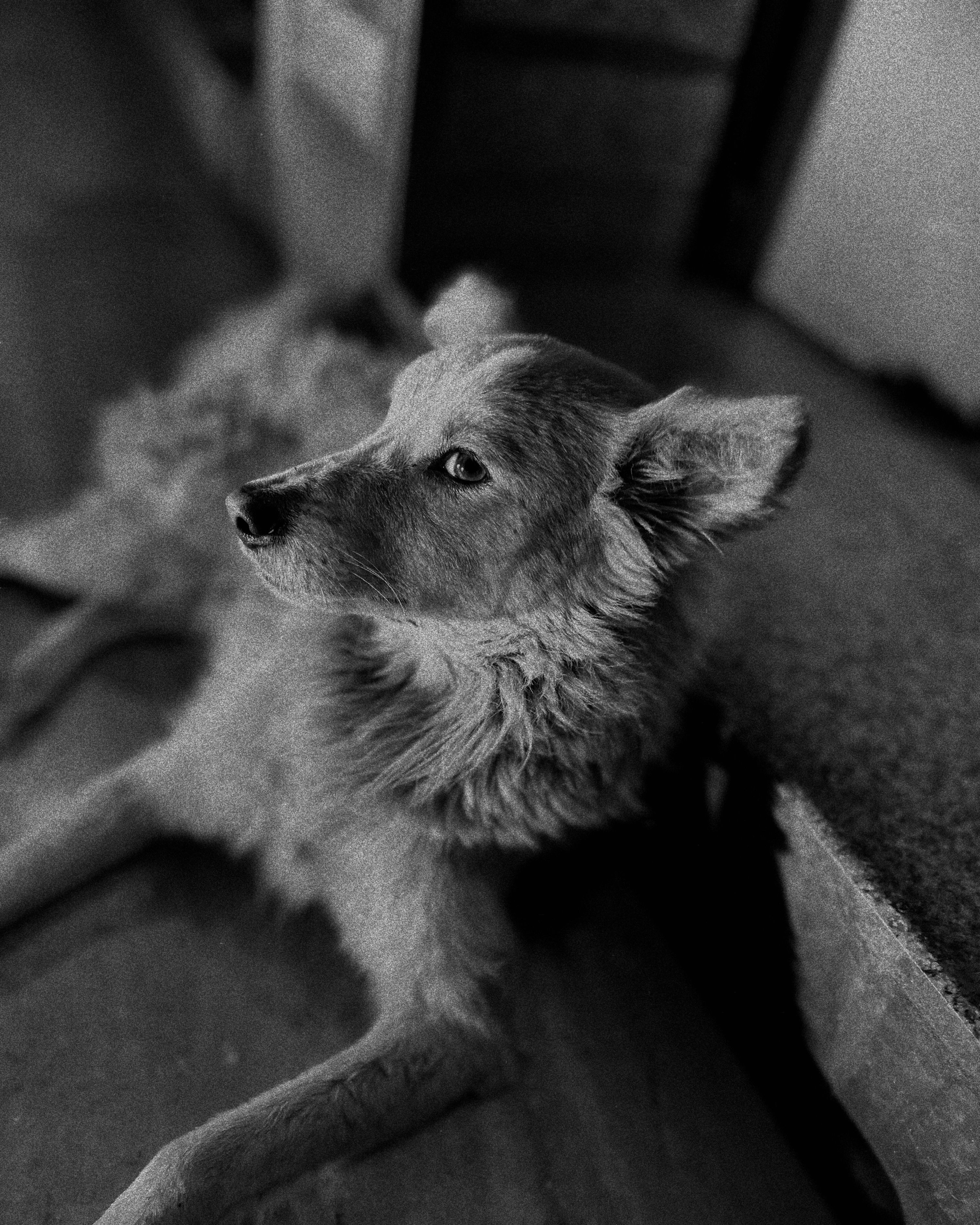 Captivating black and white portrait of a dog relaxing indoors.