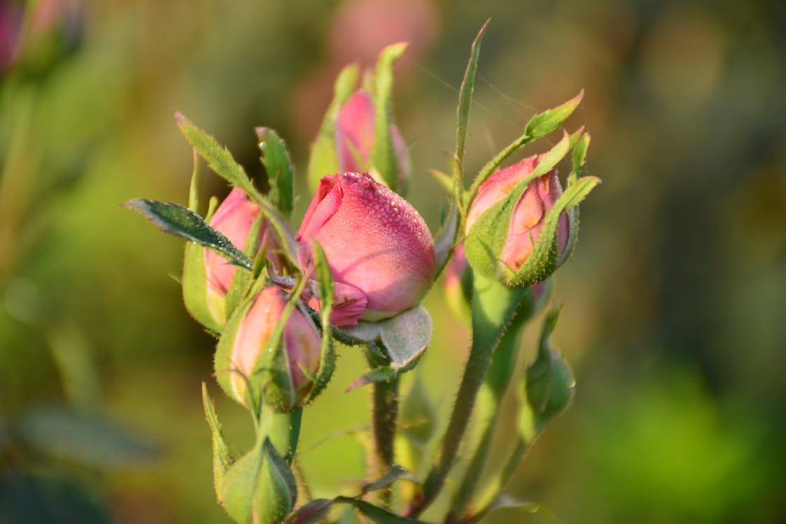 Foto stok gratis tentang alam bunga  bunga  indah 