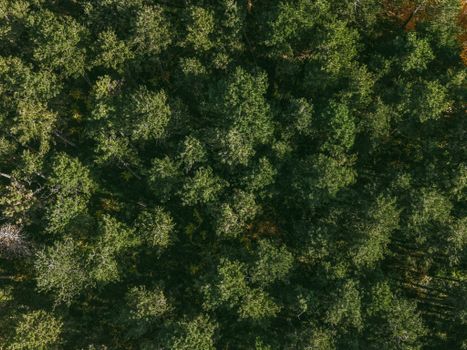 A breathtaking aerial view of a lush green forest canopy, showcasing the vibrant trees of Vojvodina, Serbia.