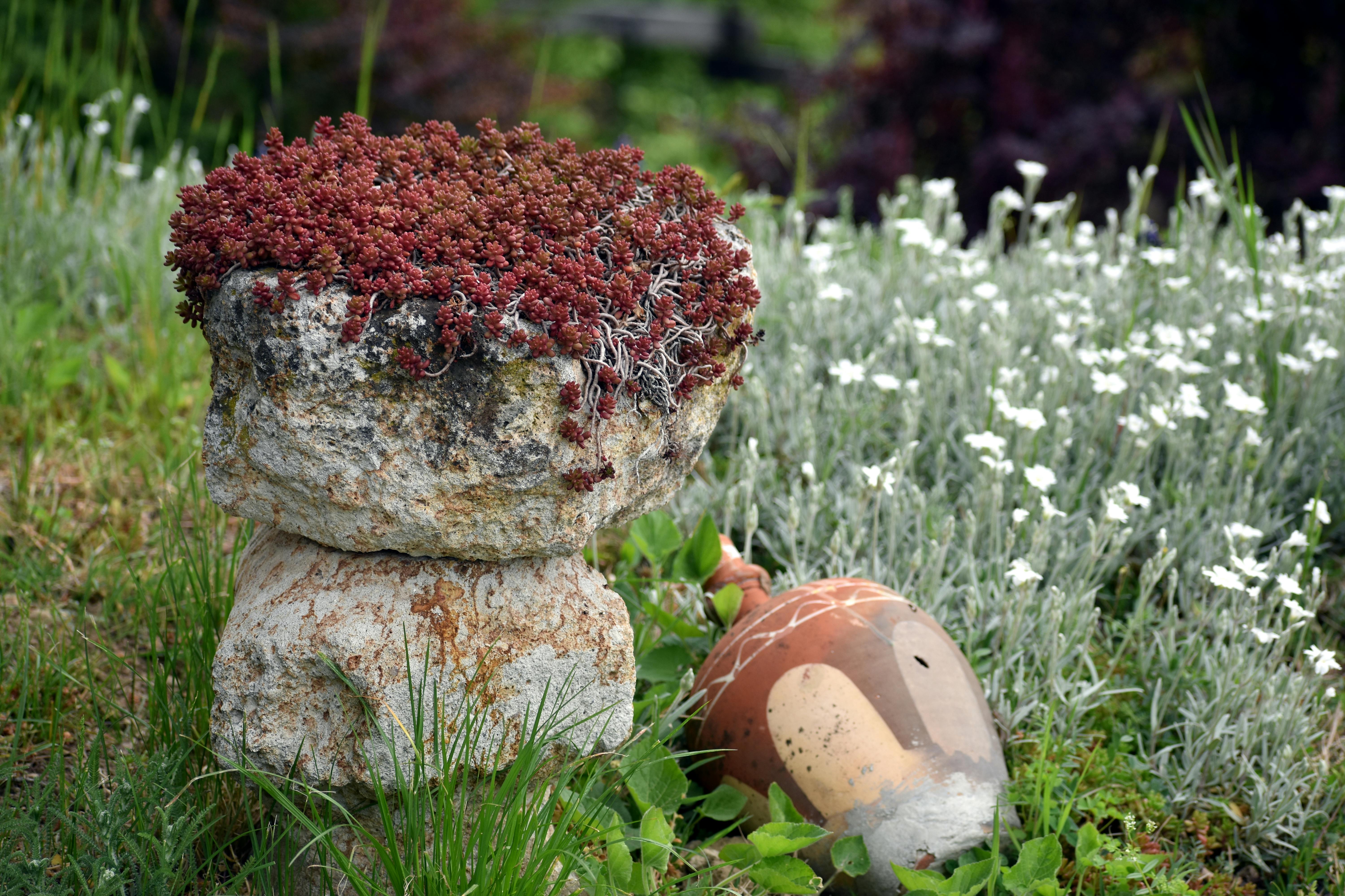 A Landscape Designer’s Favorite Gardening Tools — Photo by Saša Radojčić on Pexels
