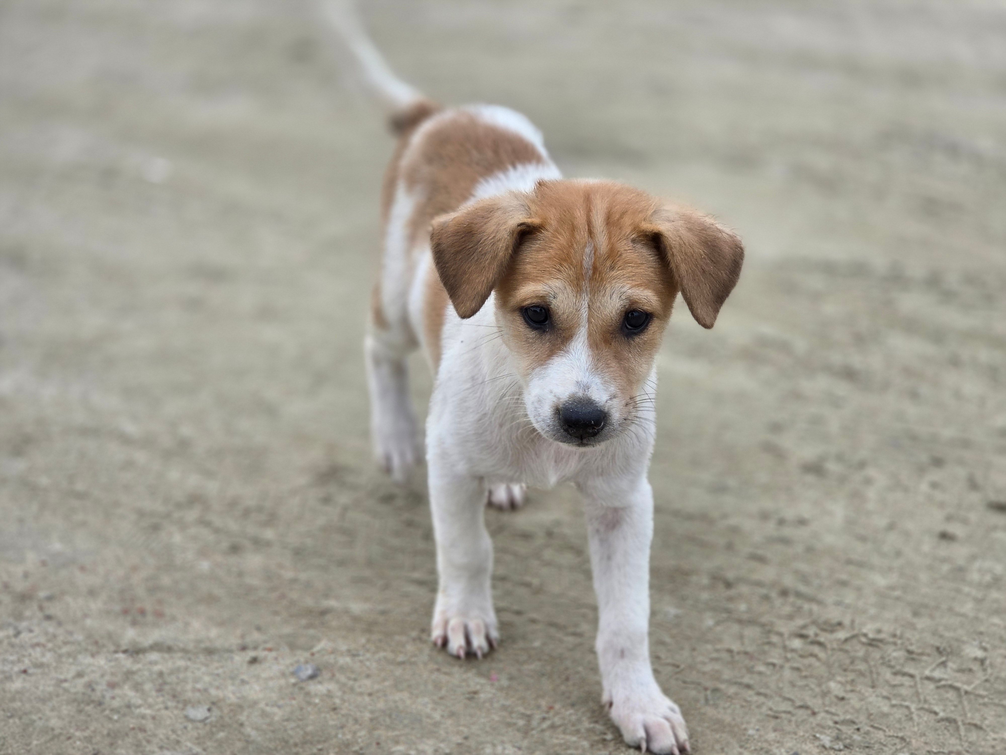 pet care pet health — Photo by MD. SAIFUL ISLAM on Pexels