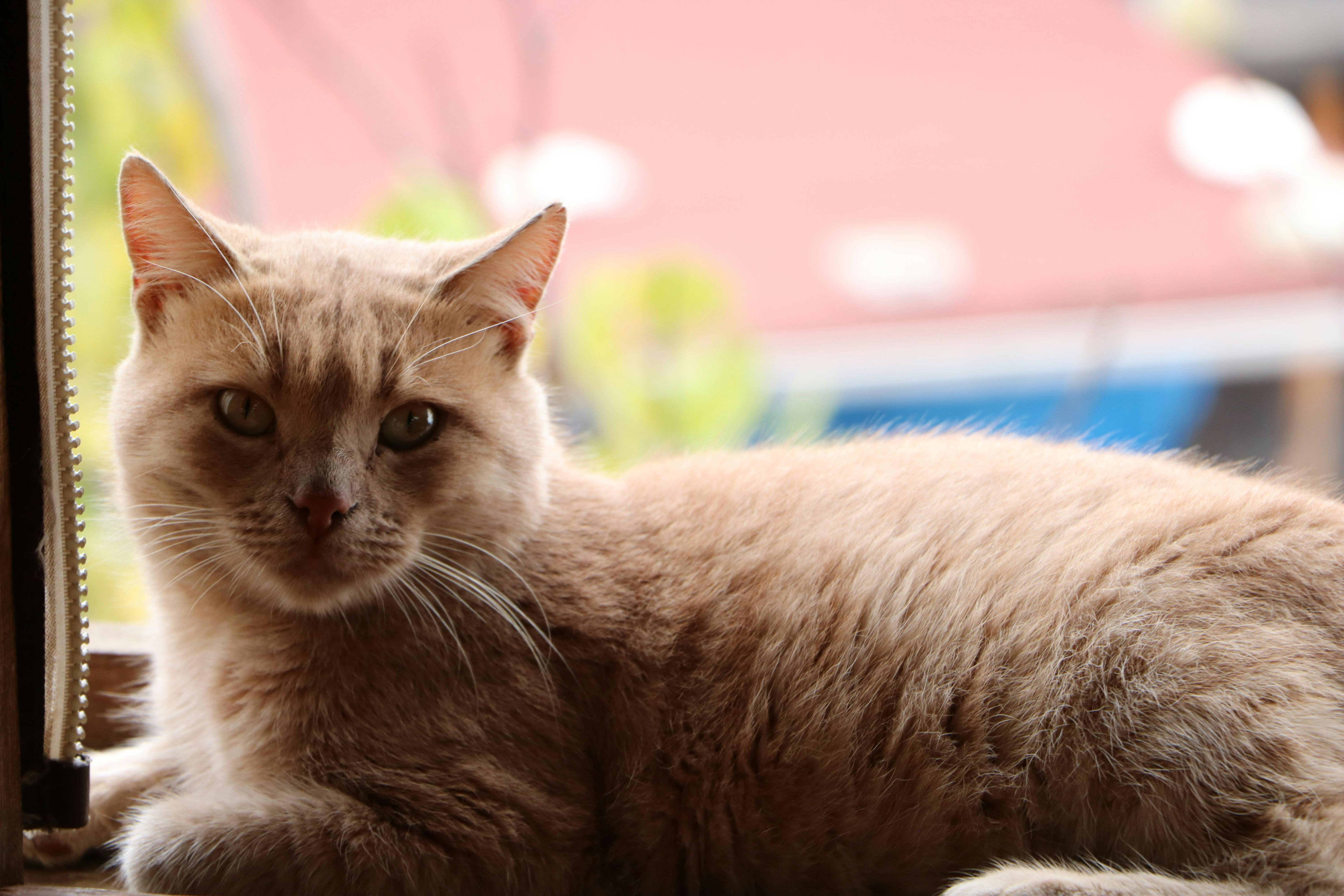 How to Generate Viral Content Without Spending a Dime