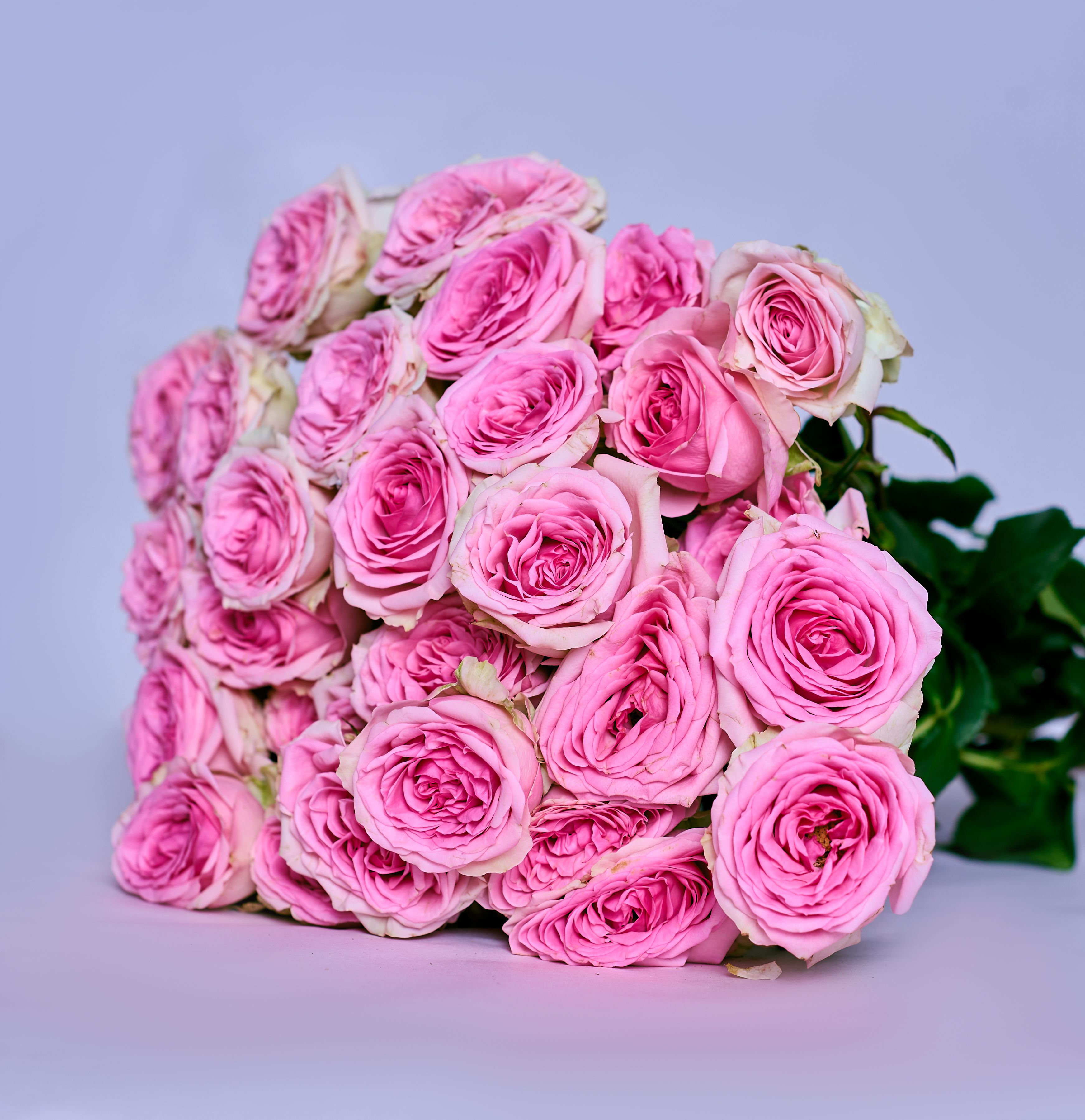 Spray Roses