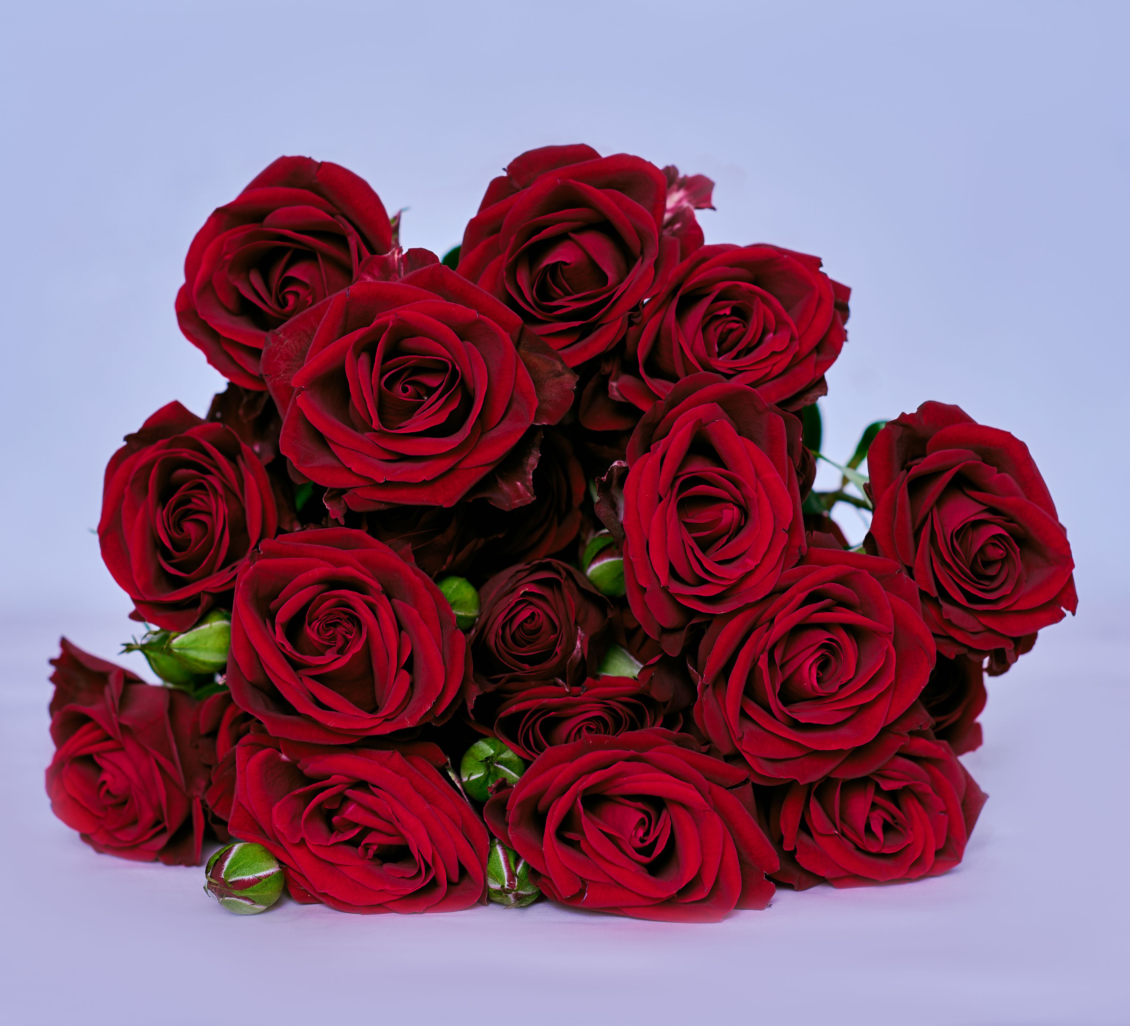 Spray Roses