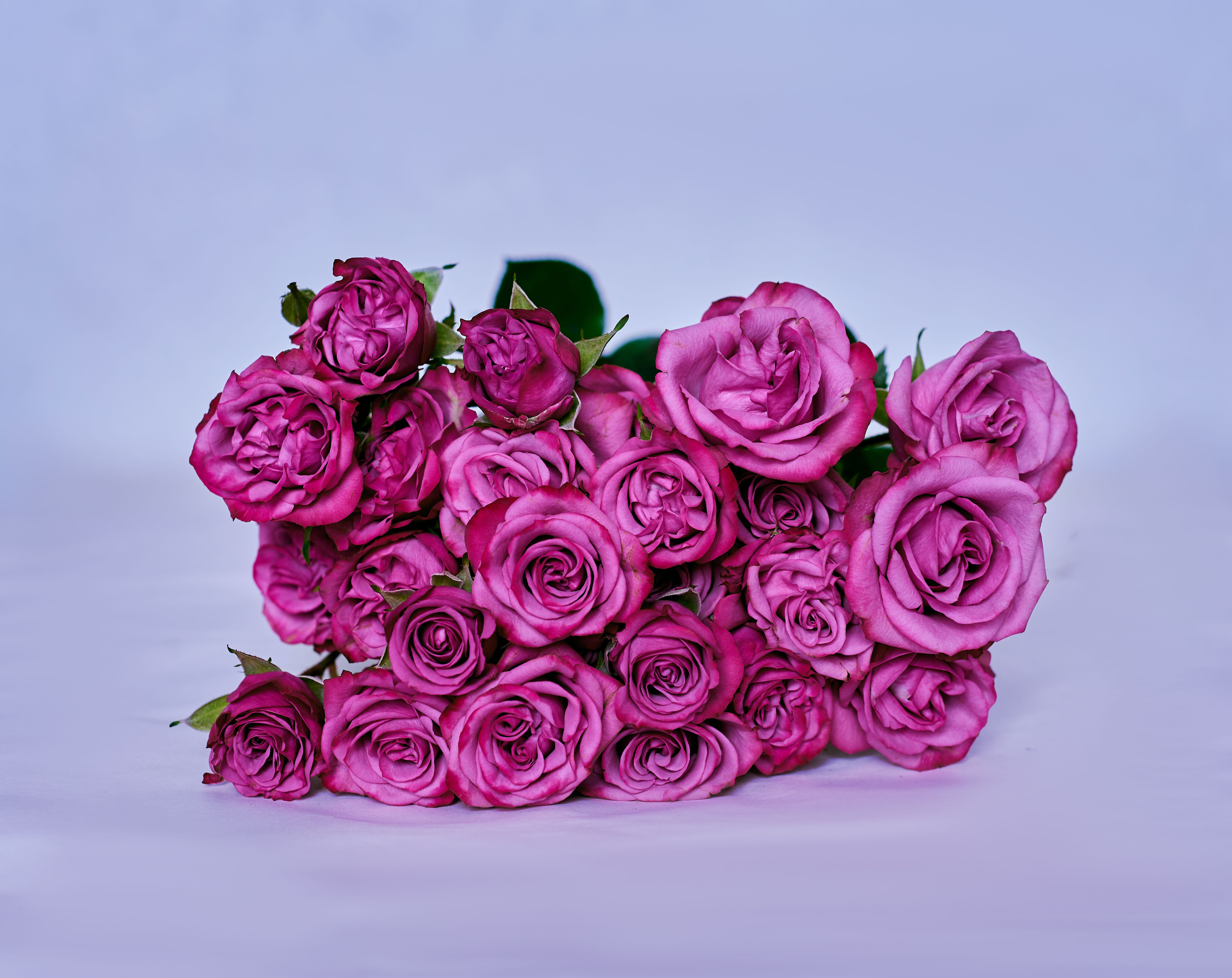 Spray Roses