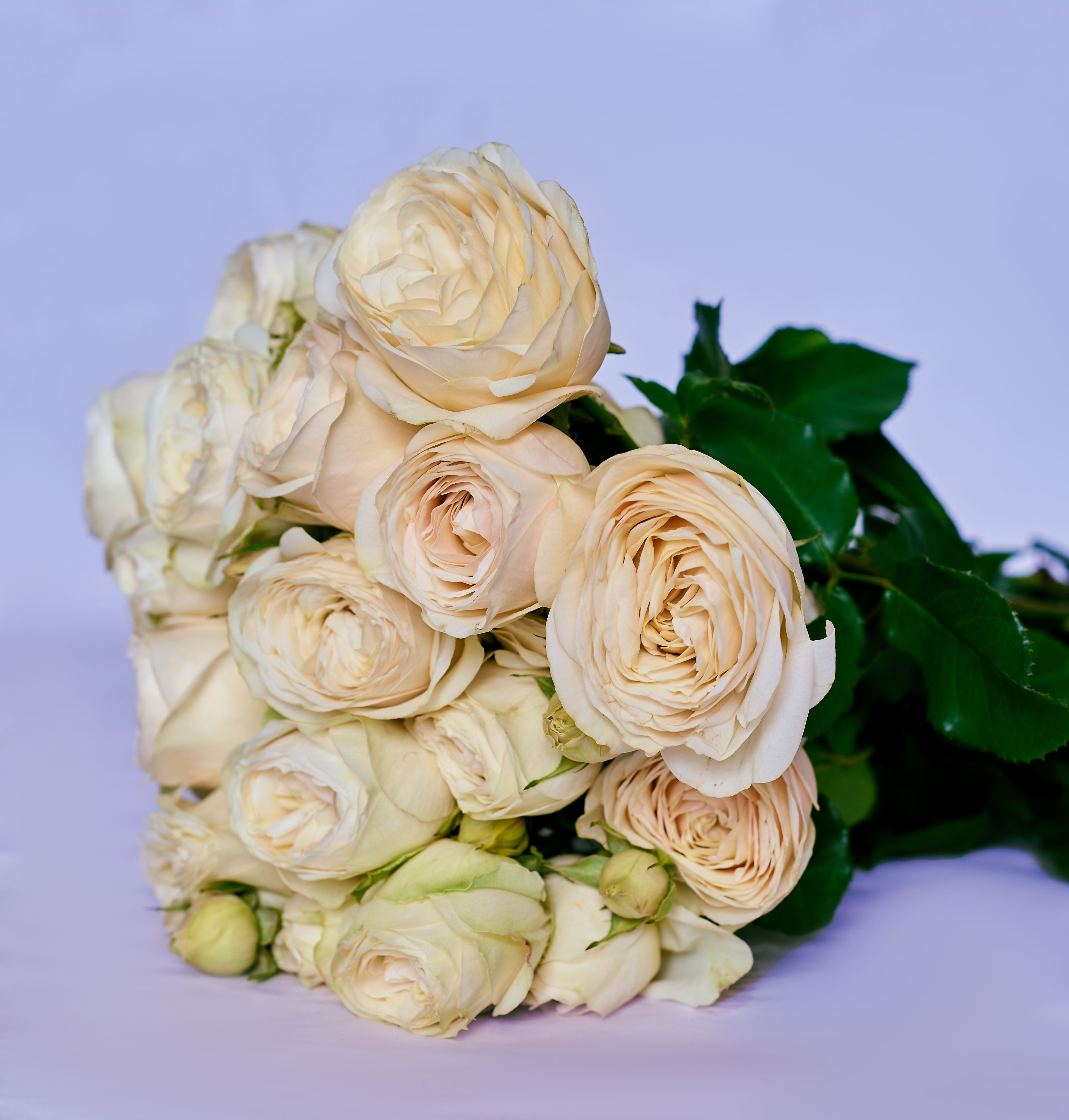 Spray Roses