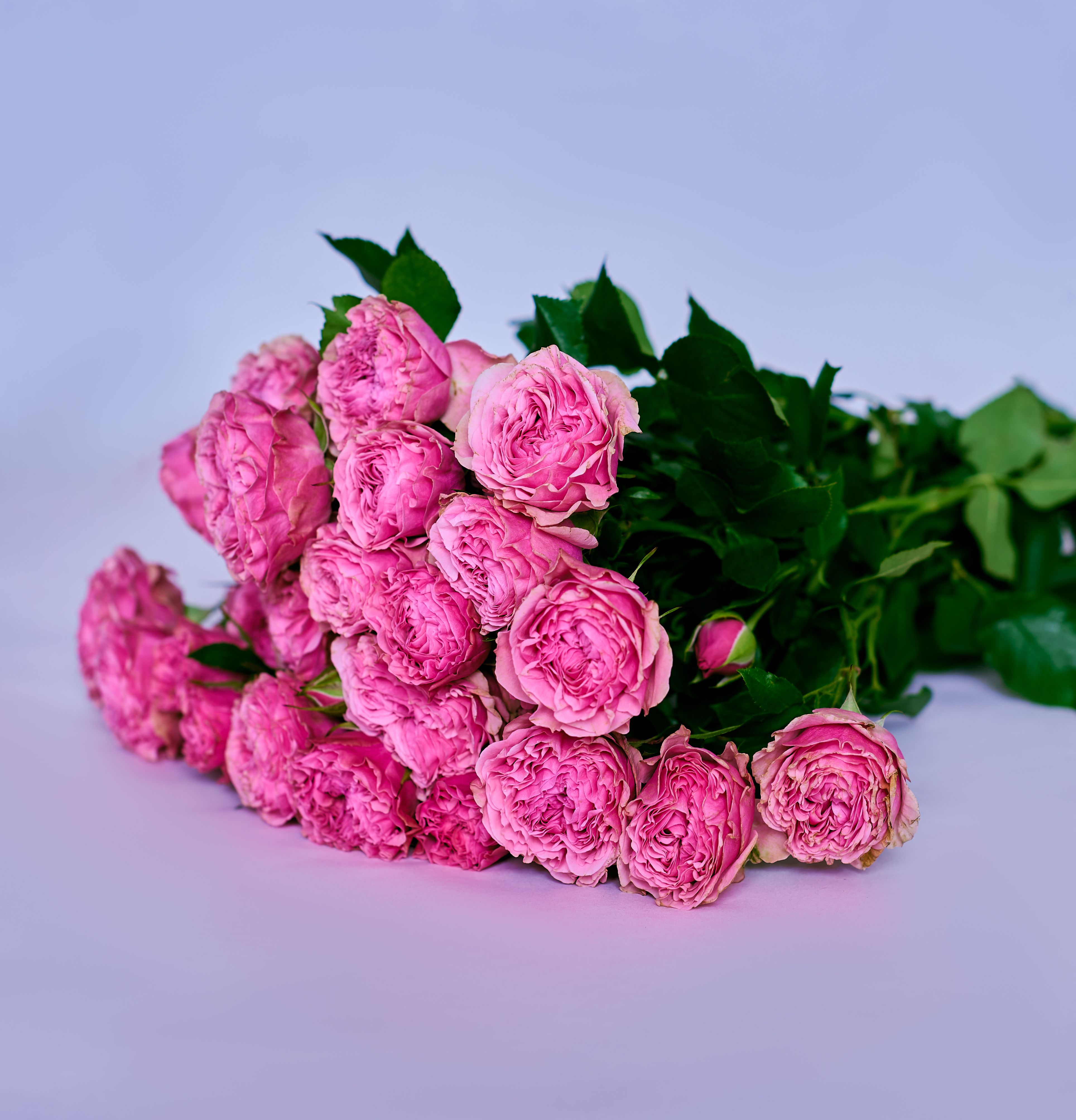 Spray Roses