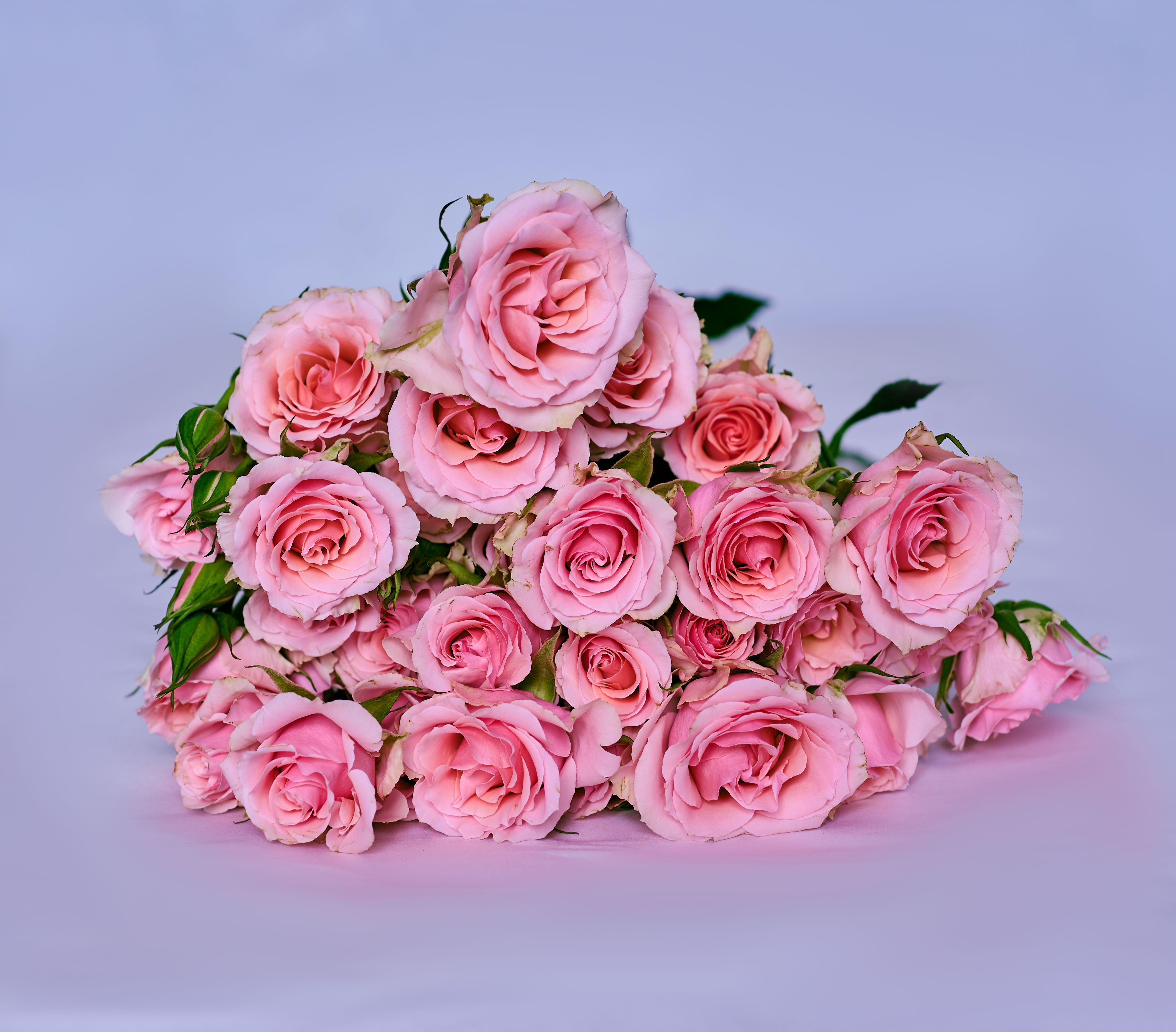 Spray Roses