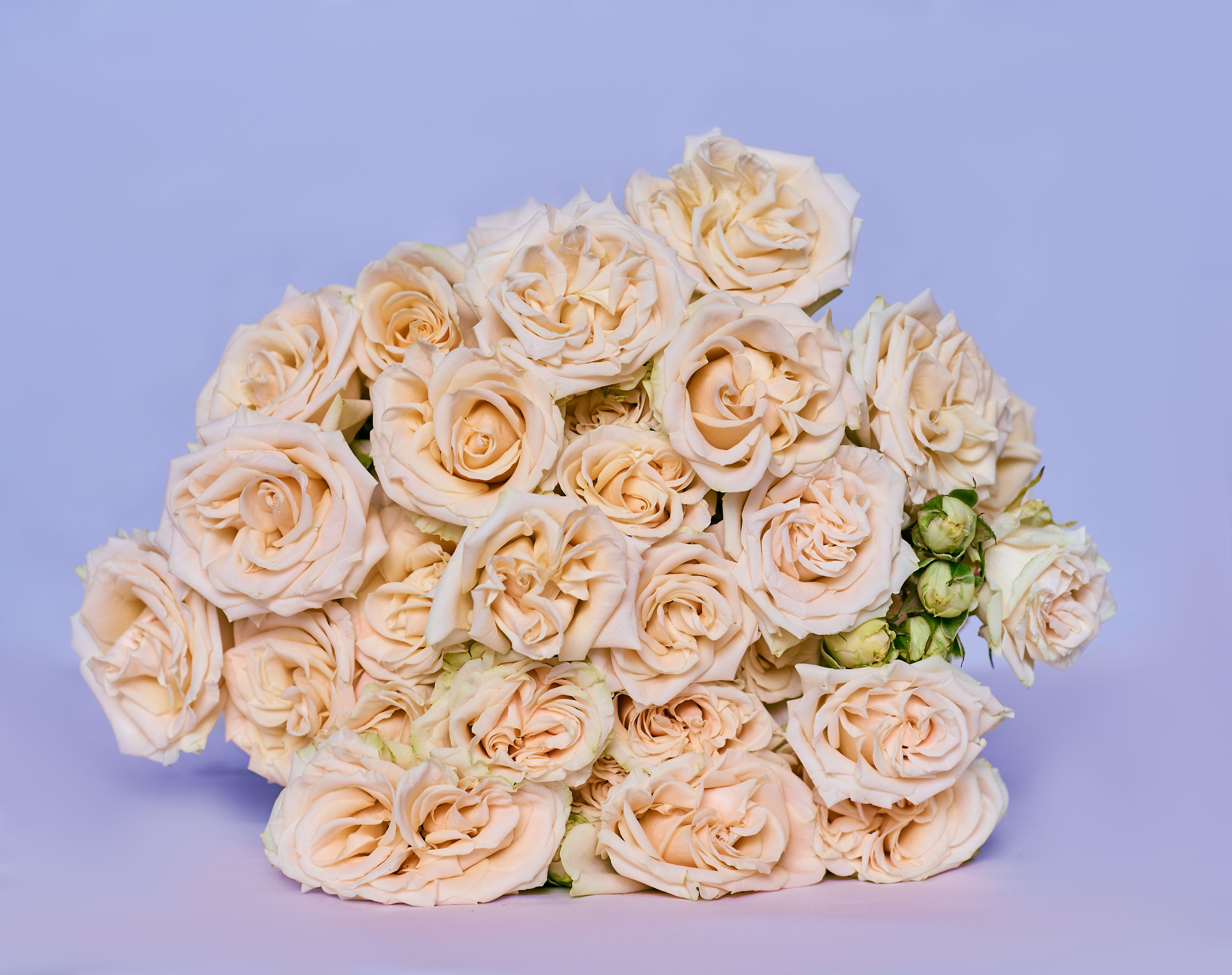 Spray Roses