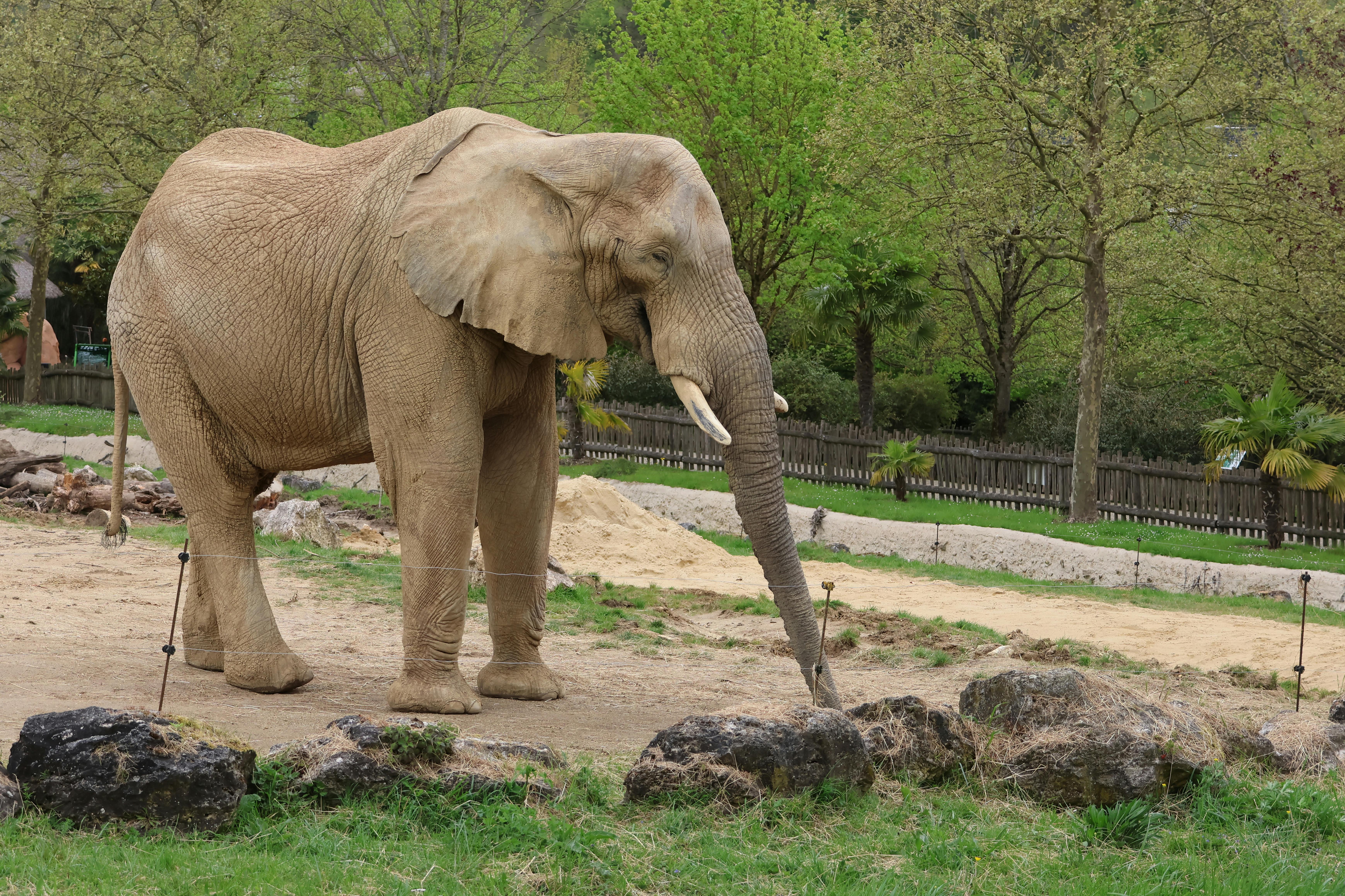An African elephant standing outdoors in a zoo with lush greenery and natural surroundings.