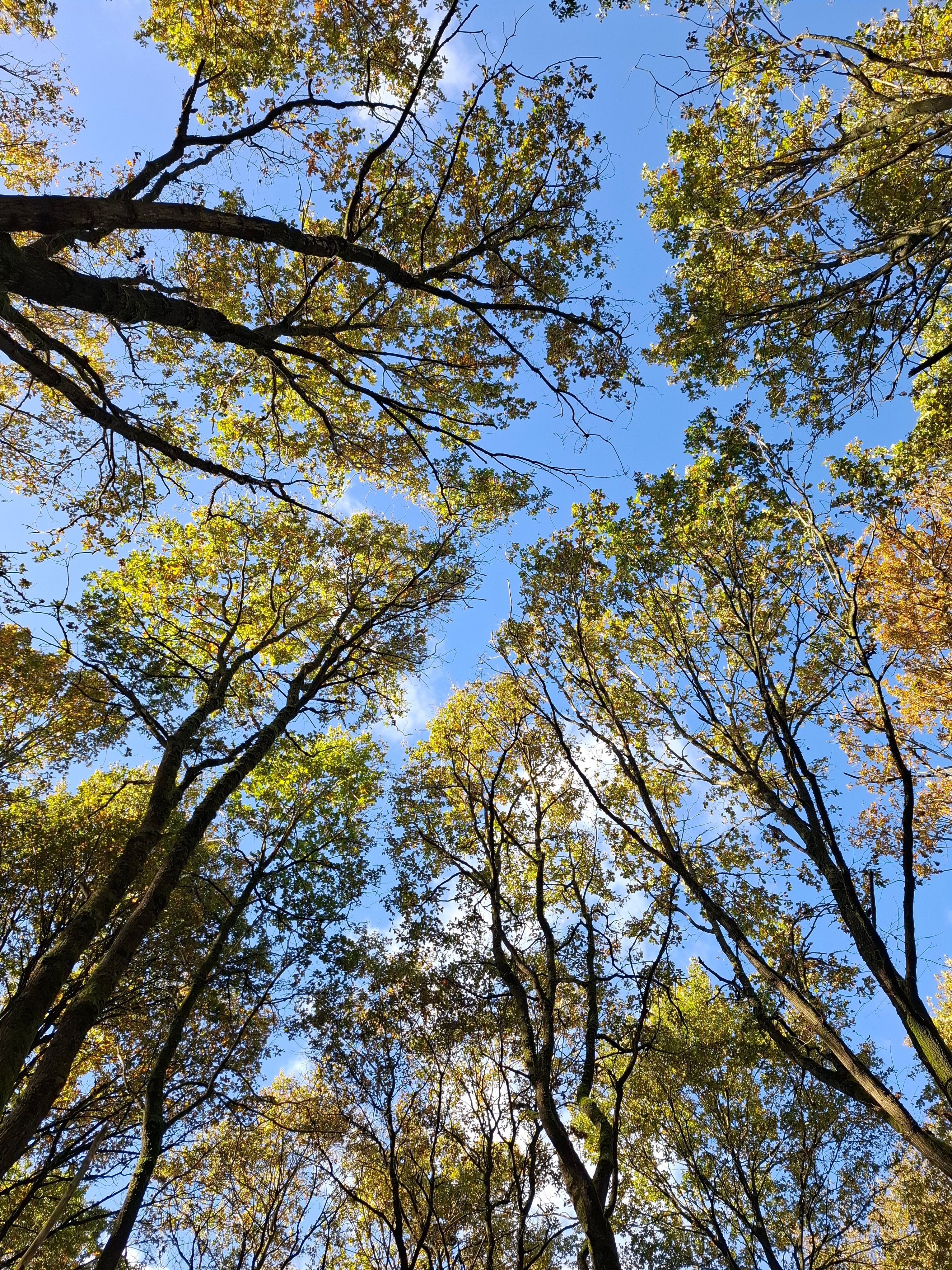 Tall Trees and Blue Sky in Forest Canopy · Free Stock Photo