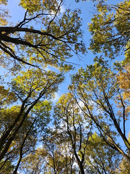 Free Looking up at tall trees in a forest with a clear blue sky. Captures the beauty of nature. Stock Photo