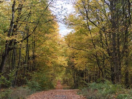 Free A scenic forest pathway with vibrant autumn leaves and a tranquil atmosphere. Stock Photo