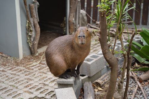 Free A capybara calmly sitting on bricks in a garden, providing a serene outdoor scene. Stock Photo