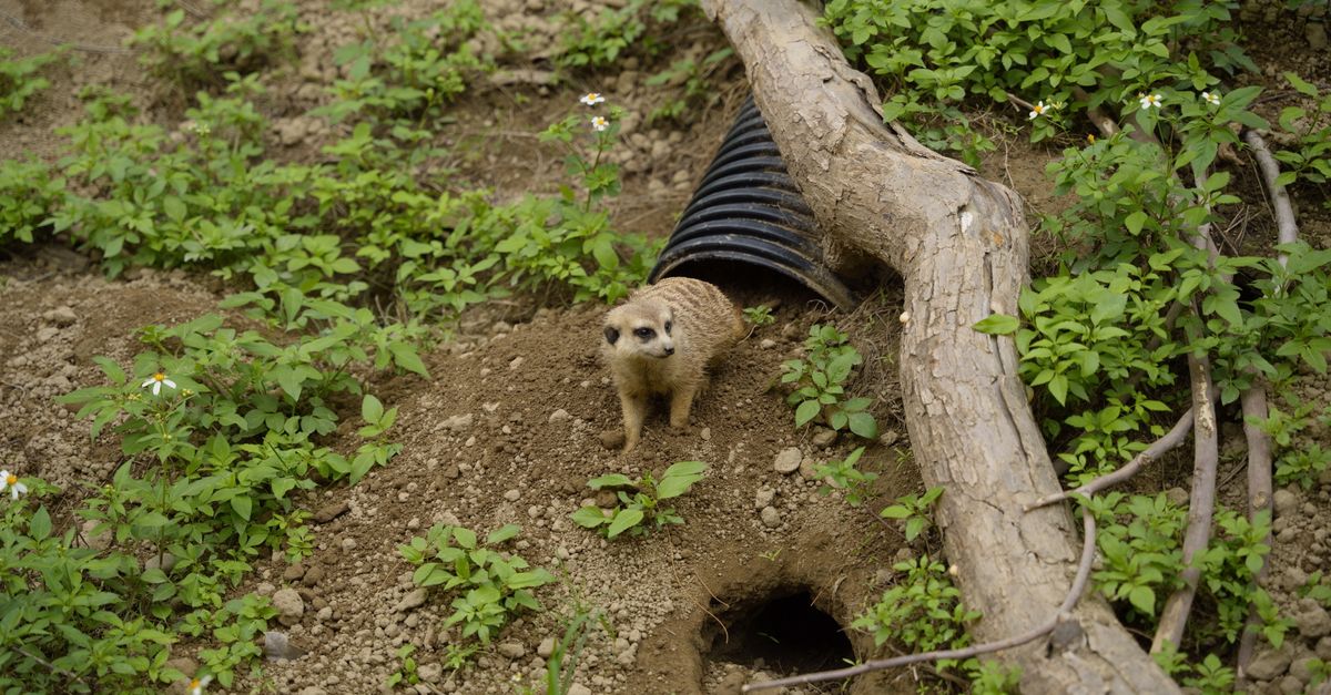 Burrows Compress Meerkat Emerging from Burrow in Natural Habitat · Free Stock Photo