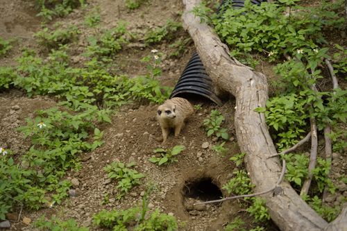 Free A curious meerkat peers out from its burrow surrounded by greenery and soil. Stock Photo