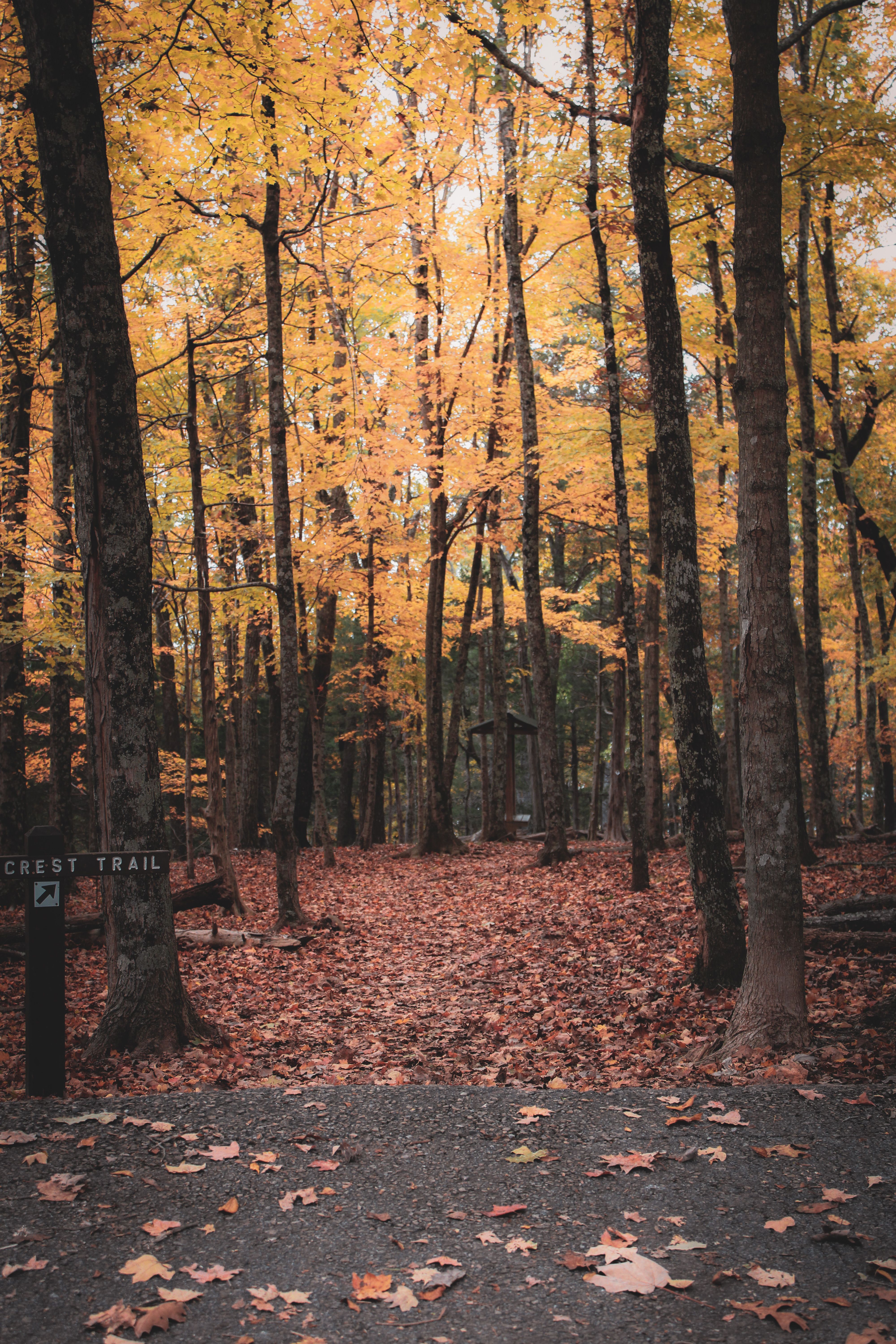 Discover a tranquil forest trail enveloped in vibrant autumn foliage, showcasing nature's fall colors.