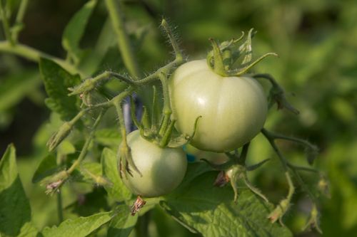 Free Detailed shot of green tomatoes growing on a vine in a sunny garden. Stock Photo