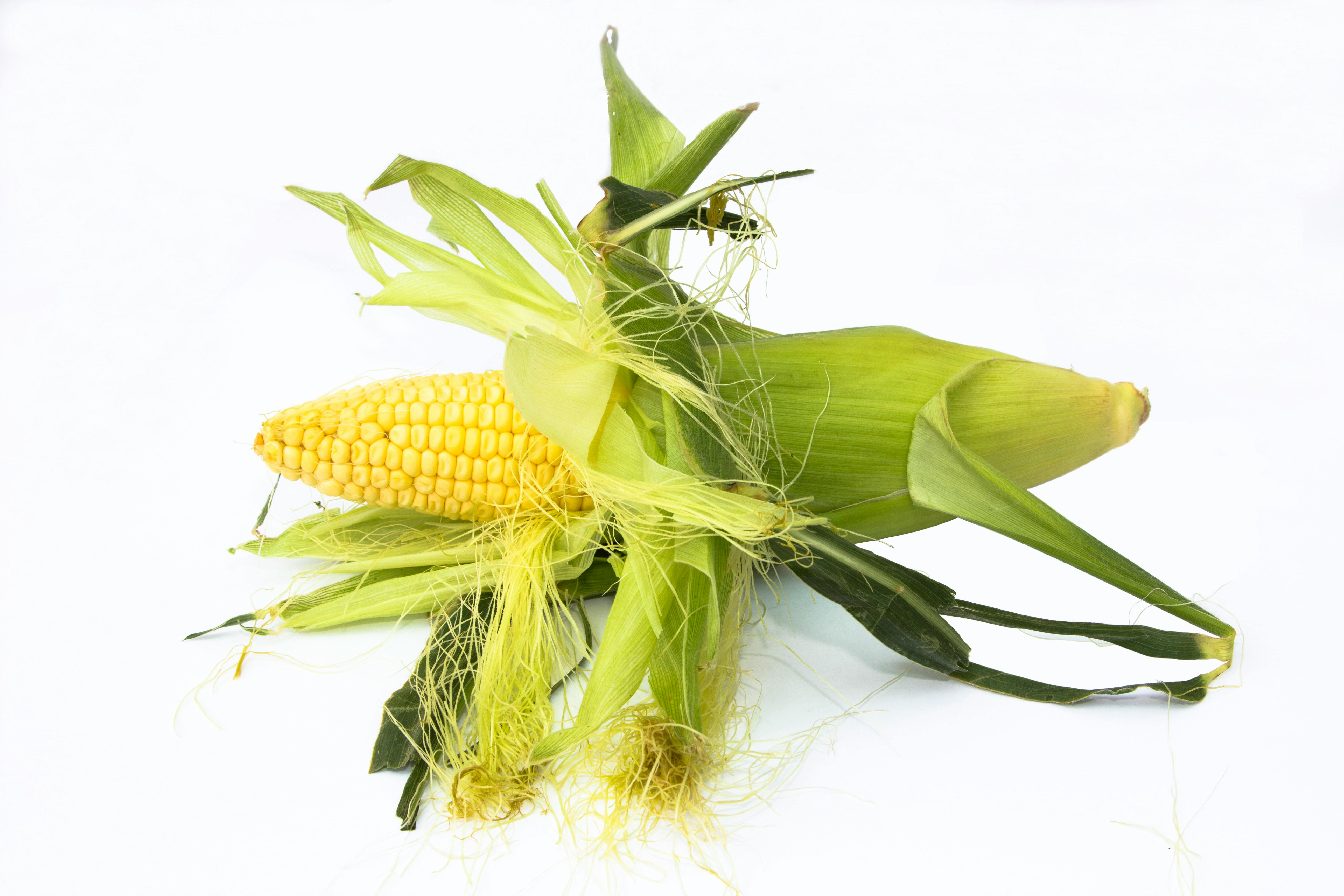 National Corn Growers Association and Ag Data Transparent Release Transparency Principles for Ag Carbon — Photo by Valentin I