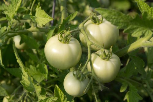 Free Fresh green tomatoes growing on the vine, perfect for garden and agricultural themes. Stock Photo