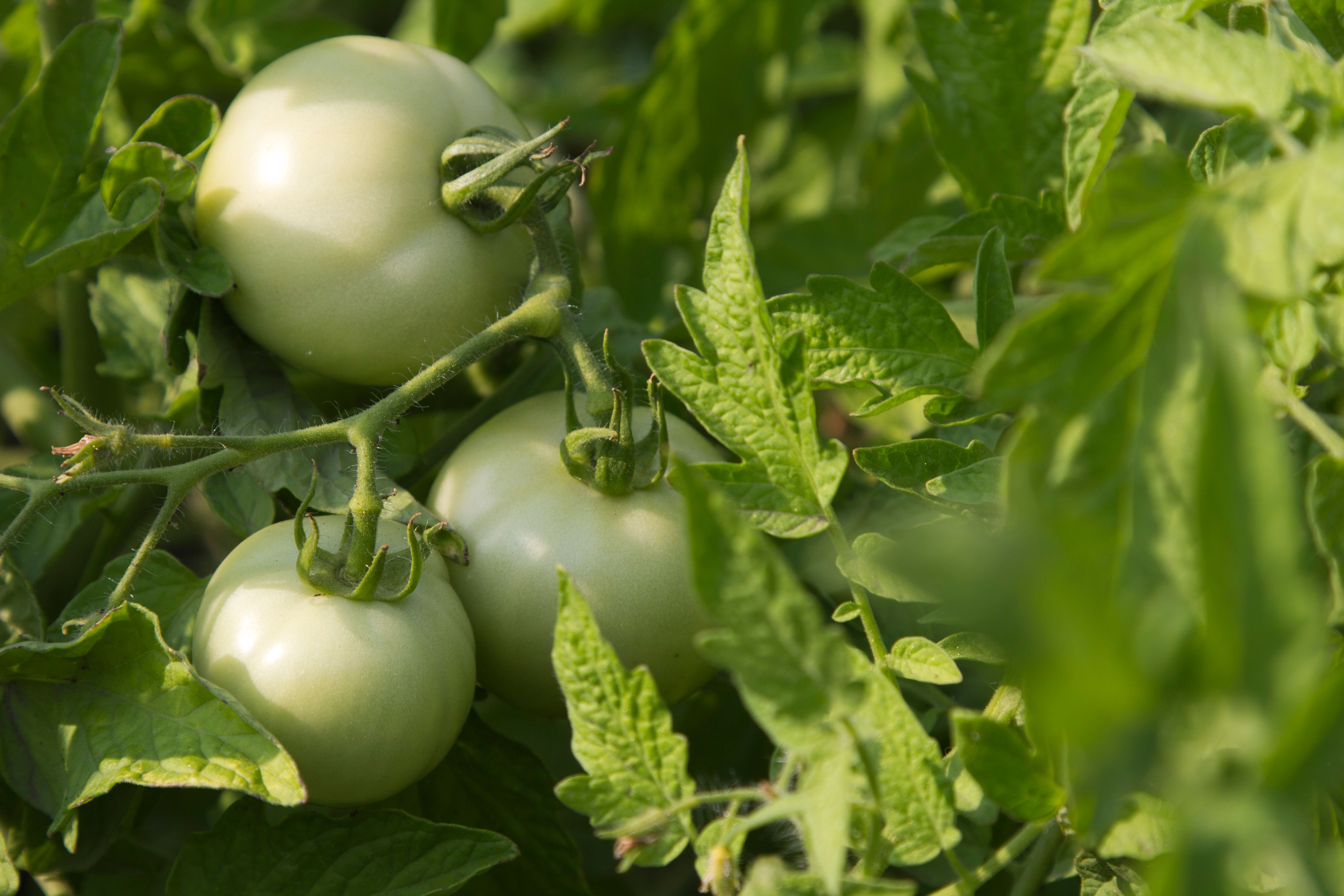 Desenvolvimento de porta-enxertos de tomate resistentes ao vírus do enrugamento marrom