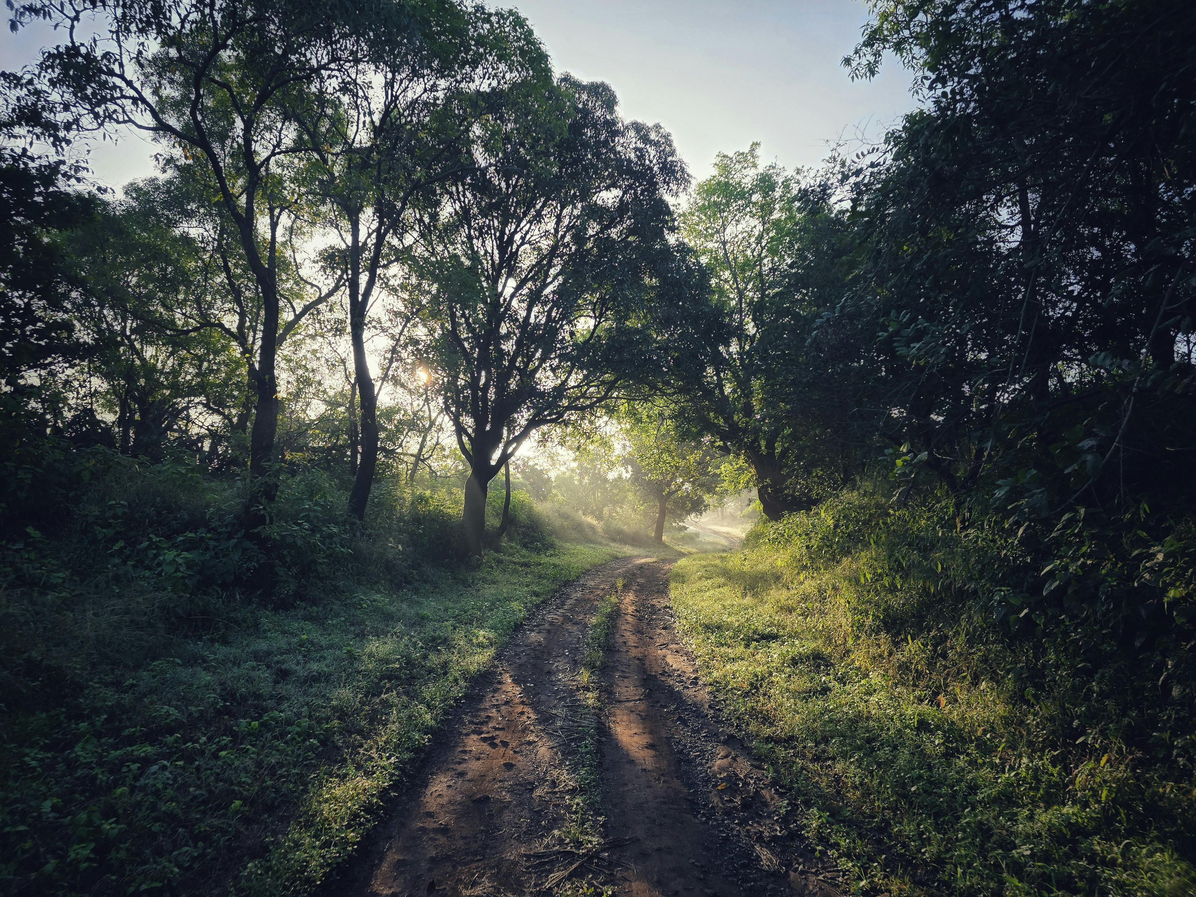 path leading towards a sunrise, representing the journey to recovery - addiction treatment costs