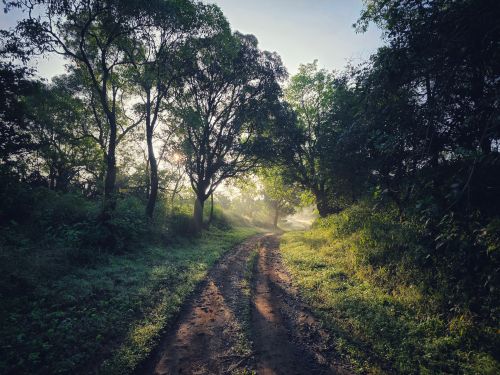 Free A tranquil forest path at sunrise with sun rays filtering through lush trees. Stock Photo