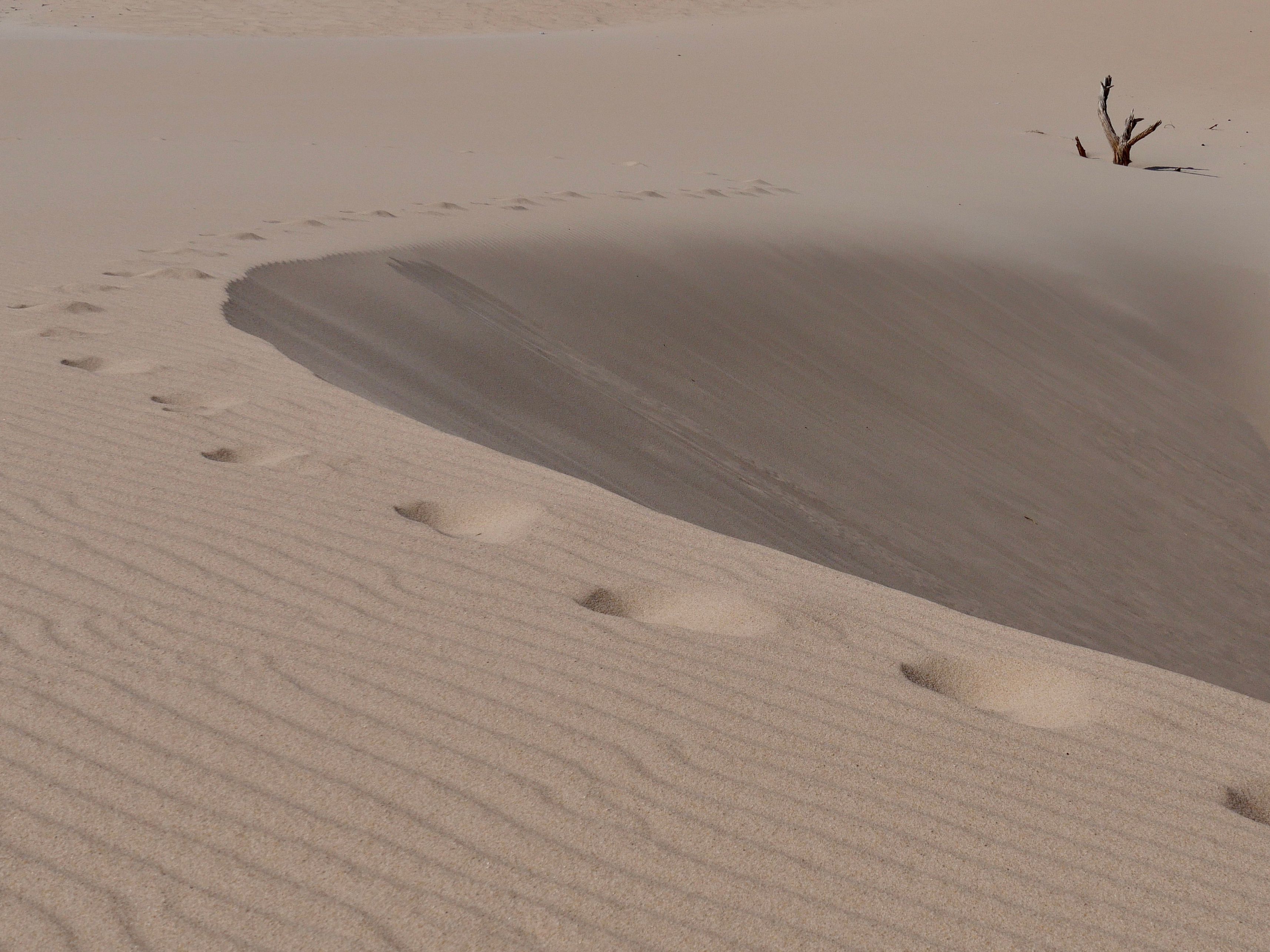 Desert Ants Use Scalable Memory and Path Integration for Complex Navigation