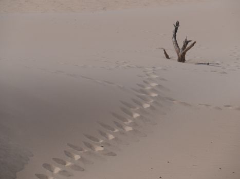A tranquil desert scene with undulating dunes, footprints, and driftwood, conveying a sense of solitude.