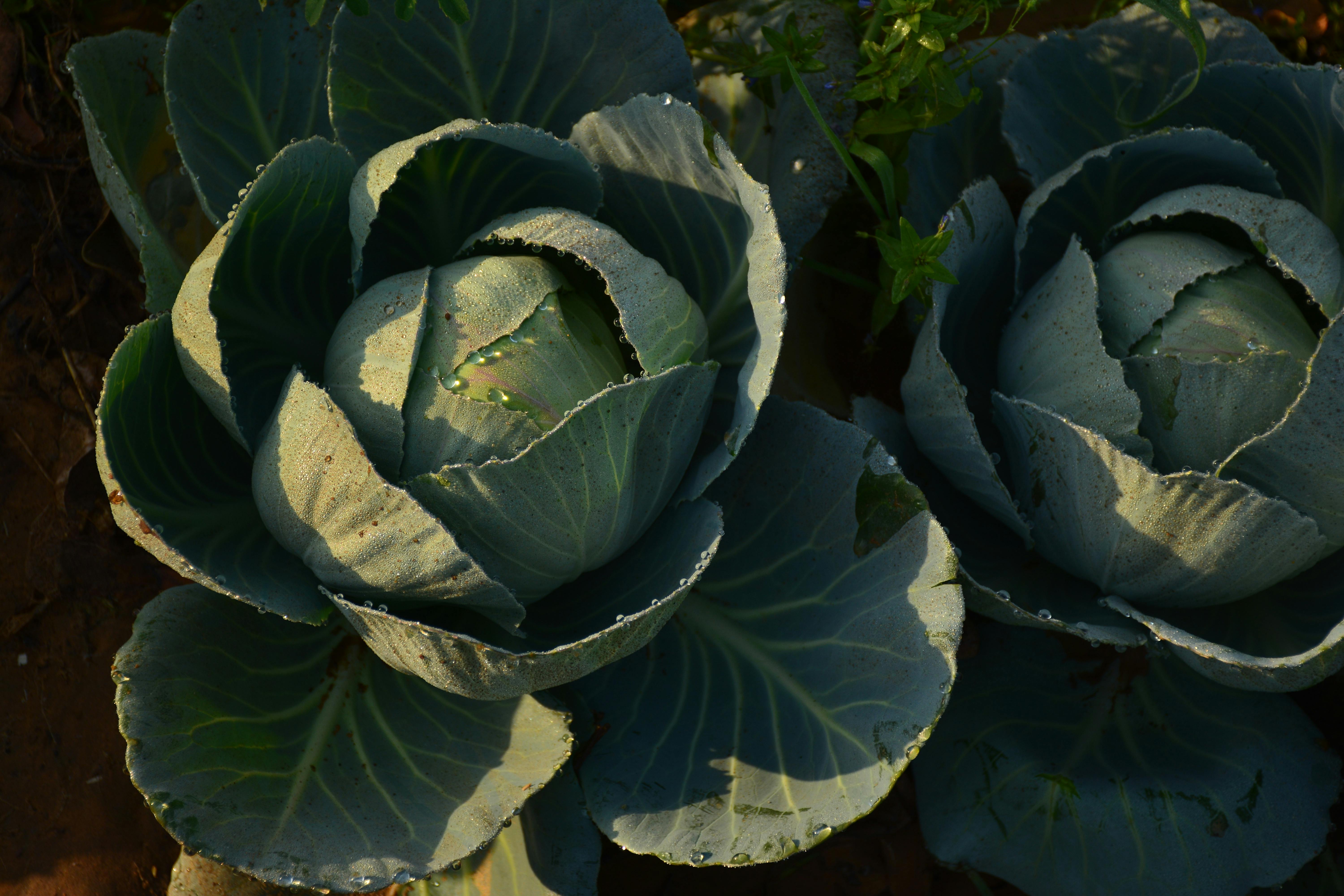 Free stock photo of Collard, collard greens, cultivated