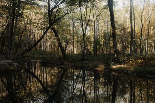 Free Peaceful forest and water reflection in Matsumoto, Japan during autumn. Stock Photo