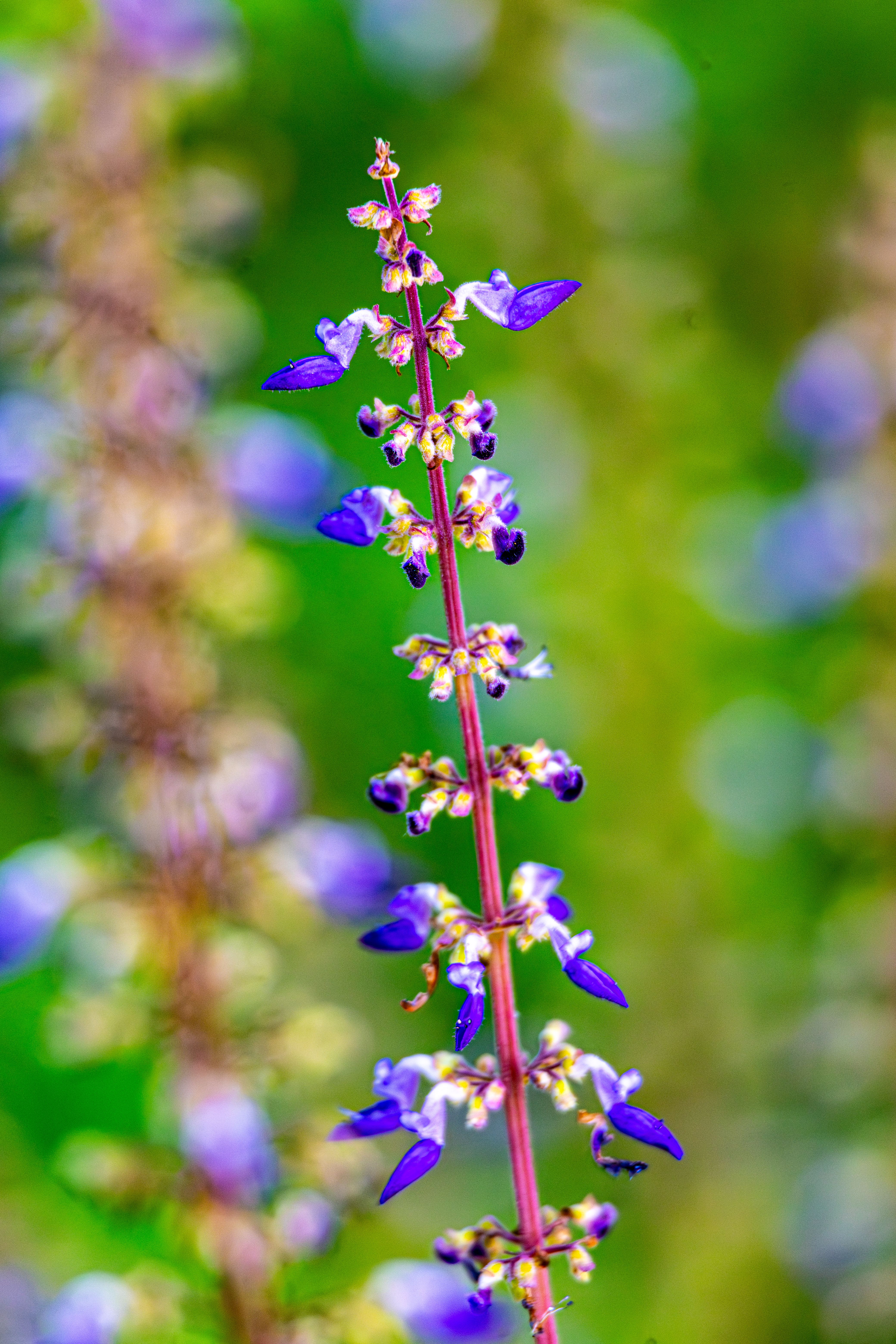 Vibrant Purple Flowers in Lush Greenery · Free Stock Photo