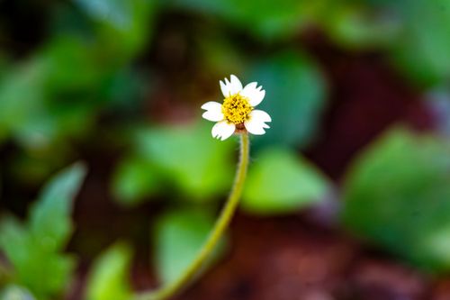 Free Close-up of a single white flower with a vibrant yellow center against a blurred green background. Stock Photo