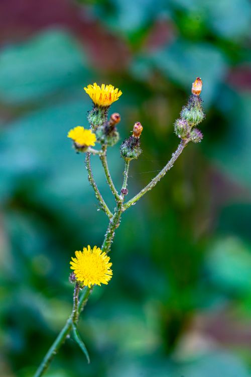 Free Close-up of yellow wildflowers with blurred green background, showcasing natural beauty. Stock Photo