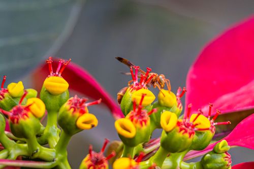 Free Vibrant close-up of wasps pollinating exotic flowers with bright red and yellow petals. Stock Photo