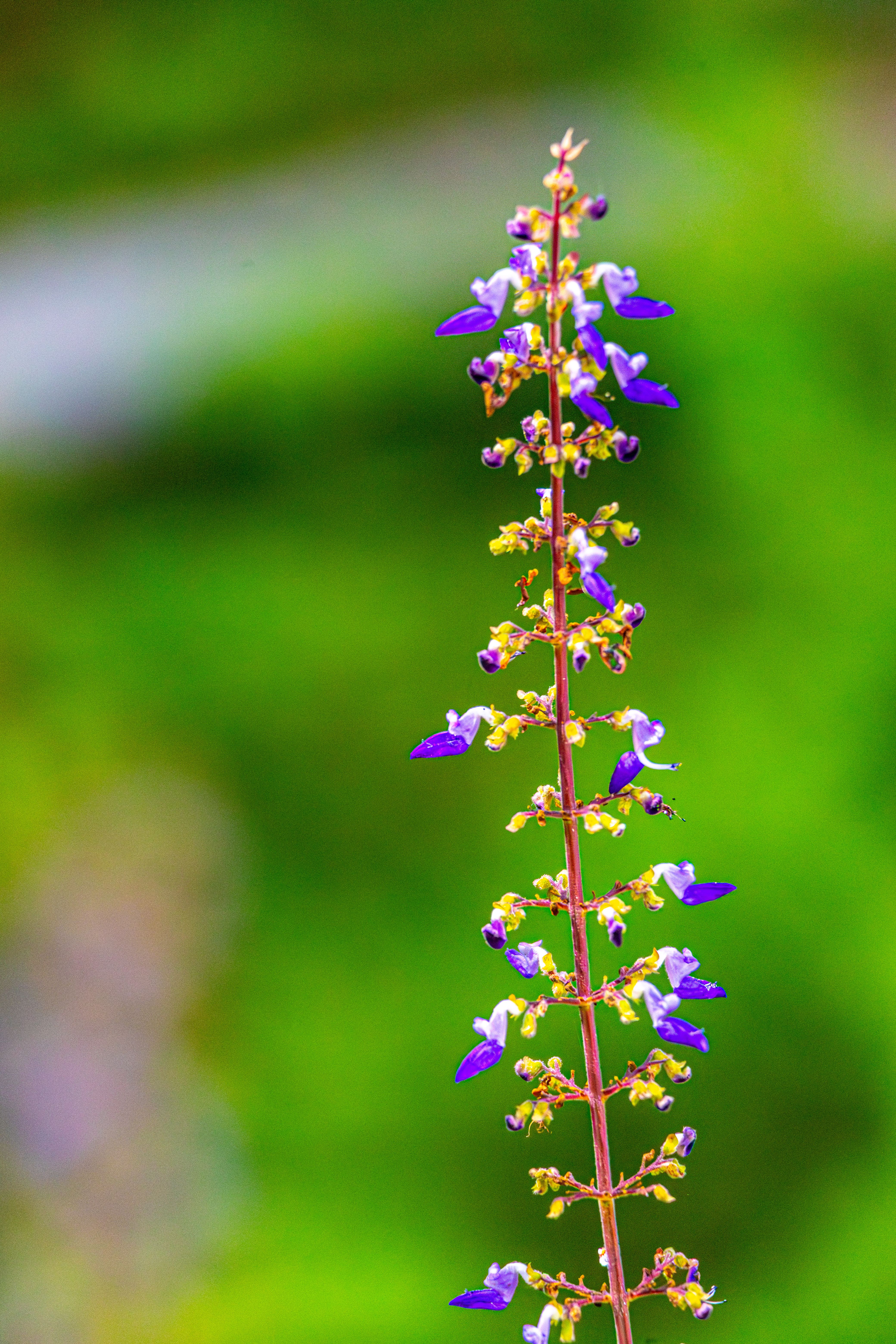 Vibrant purple flower spike on a blurred green background, ideal for nature themes.