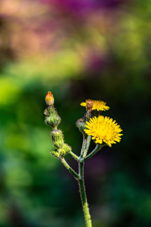 Free Vibrant yellow dandelion flowers blooming against a blurred green background, captured outdoors. Stock Photo