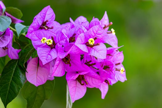 Bougainvillea flower Morocco