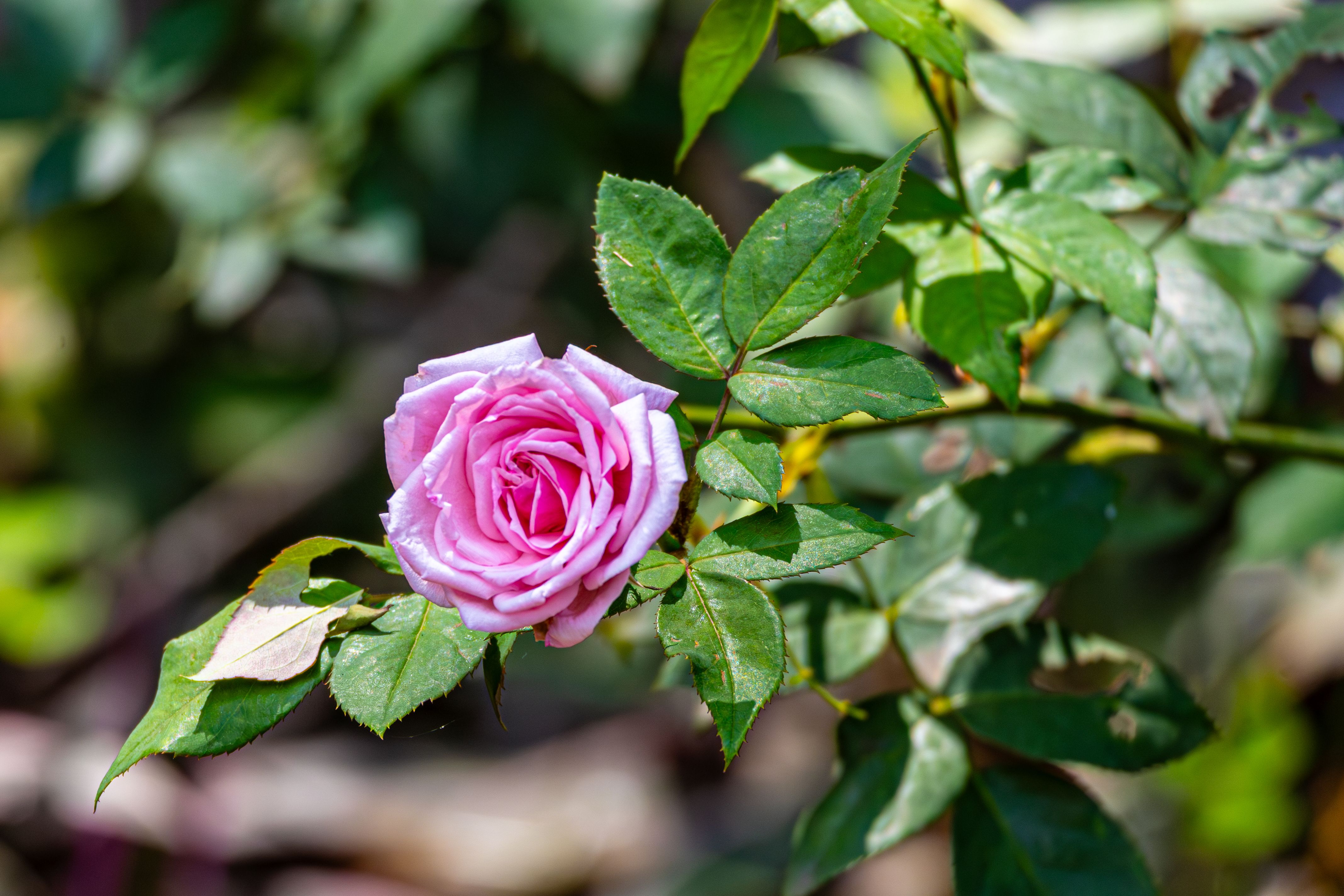 Taxpayer Victory, with a Twist: Four More on Gardening Leave — Photo by Regan Dsouza on Pexels