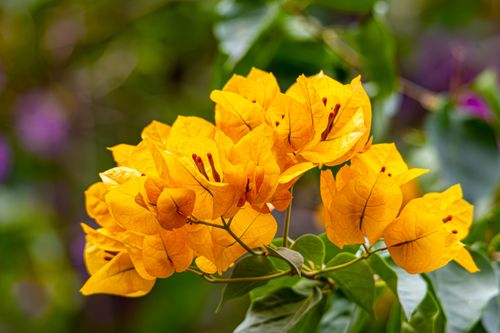 Free Bright yellow bougainvillea flowers captured in a lush green garden setting, showcasing vivid natural beauty. Stock Photo