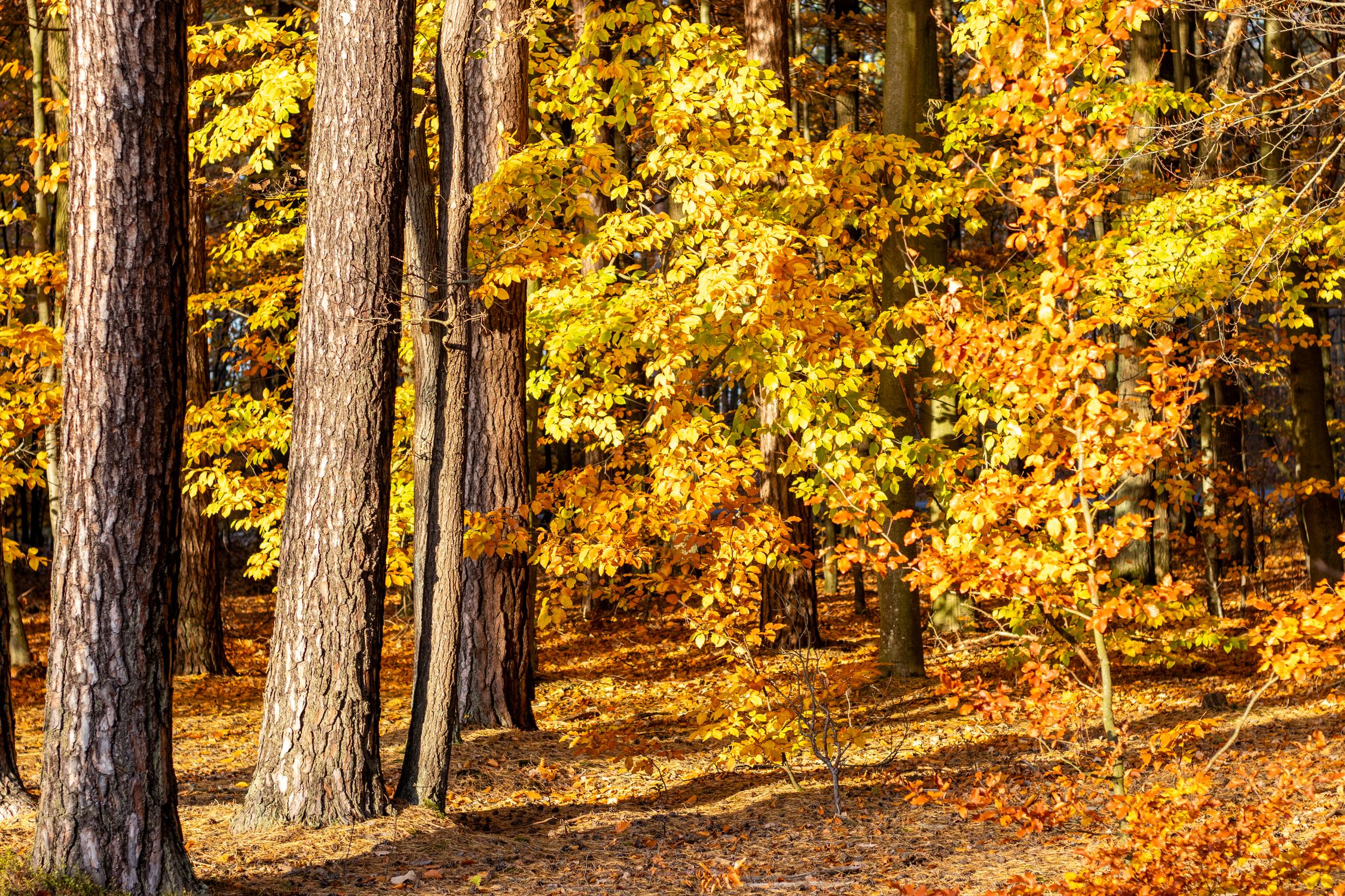 Vibrant Autumn Forest with Golden Foliage · Free Stock Photo
