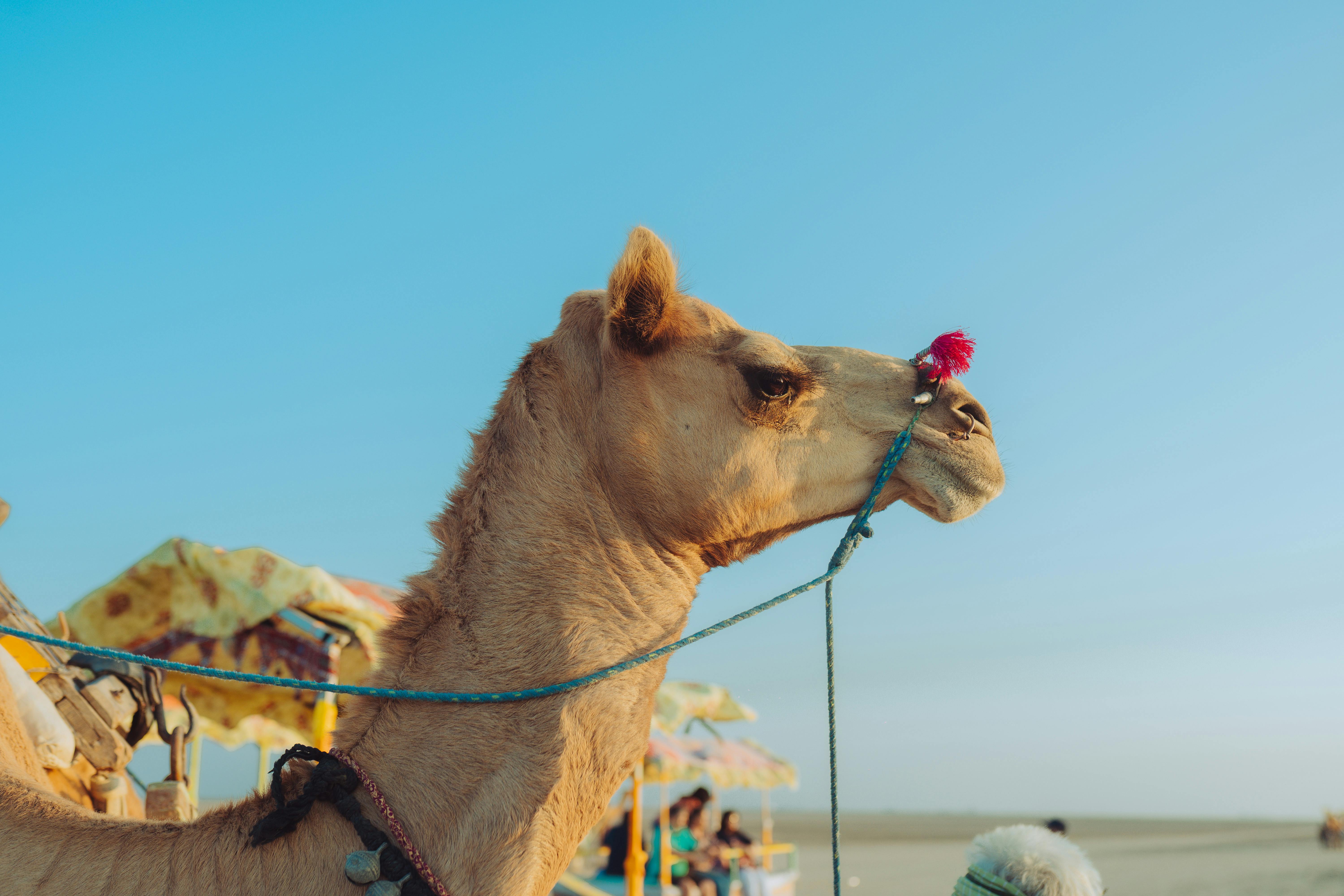 Camel on the Beach in Gujarat, India · Free Stock Photo