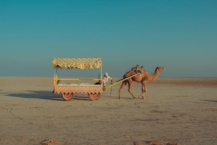 Little Rann of Kutch camel cart
