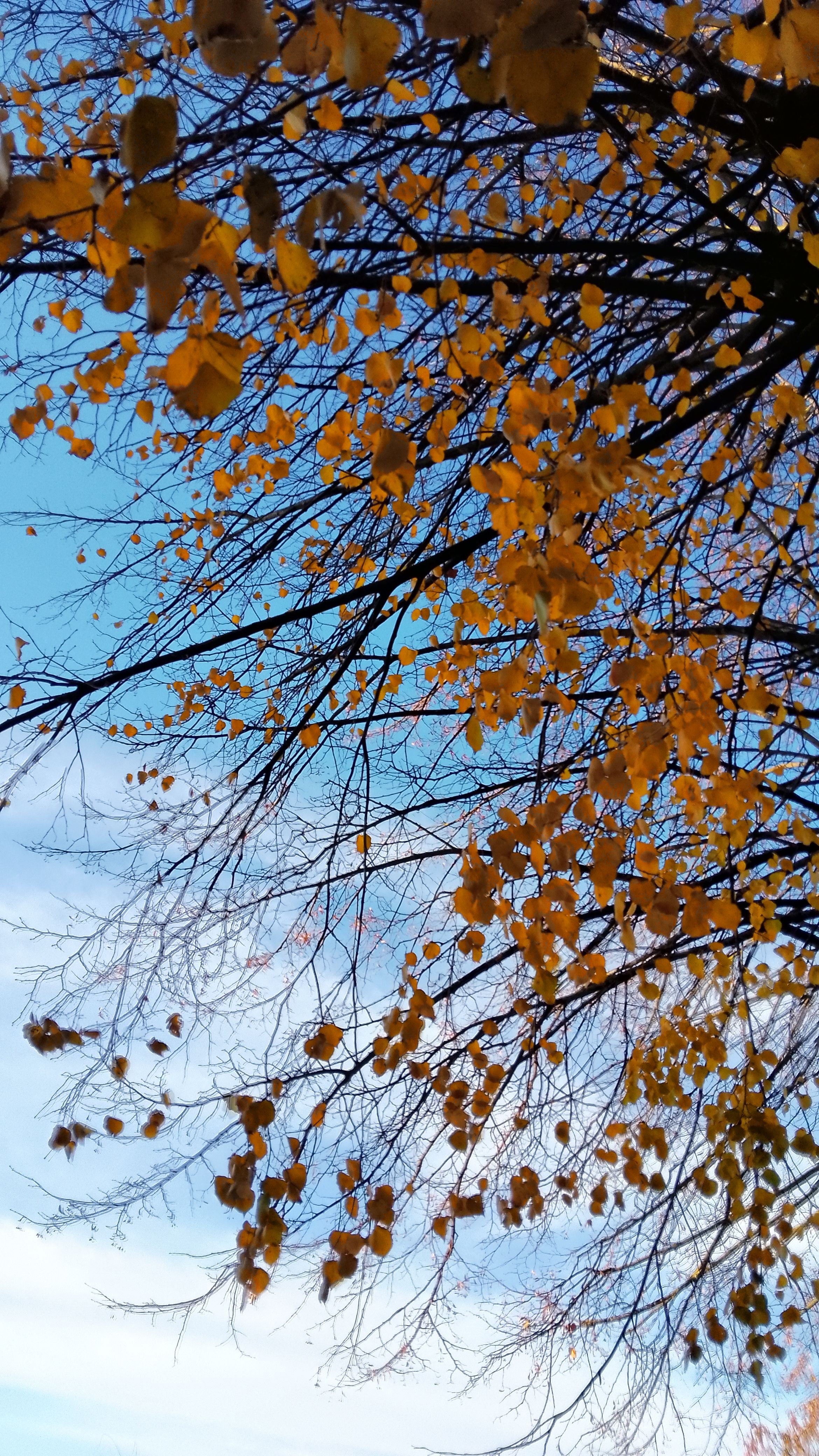 Vibrant Autumn Leaves Against Blue Sky · Free Stock Photo