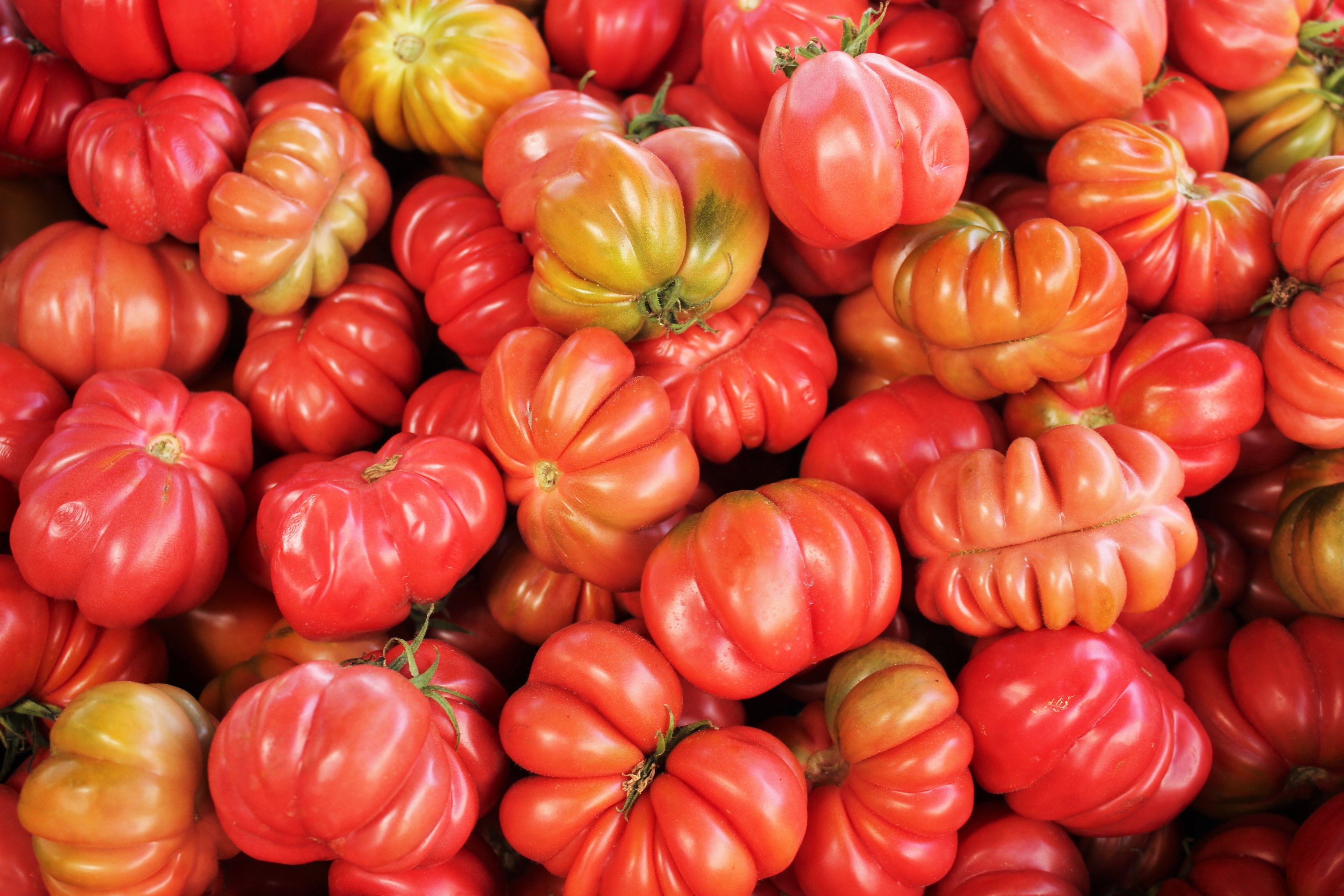 Free stock photo of tomatoes
