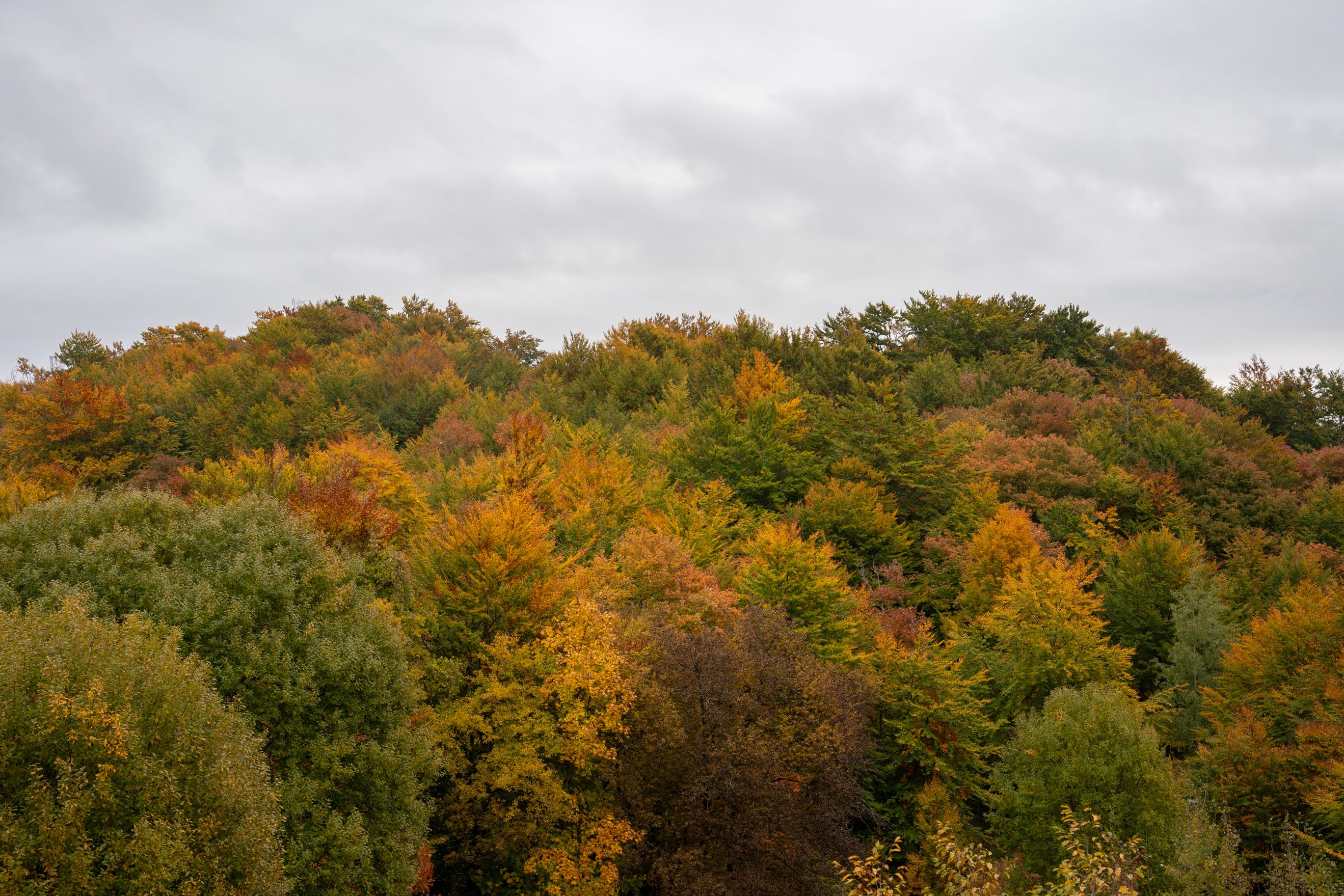 Vibrant Autumn Forest Scene with Colorful Foliage · Free Stock Photo